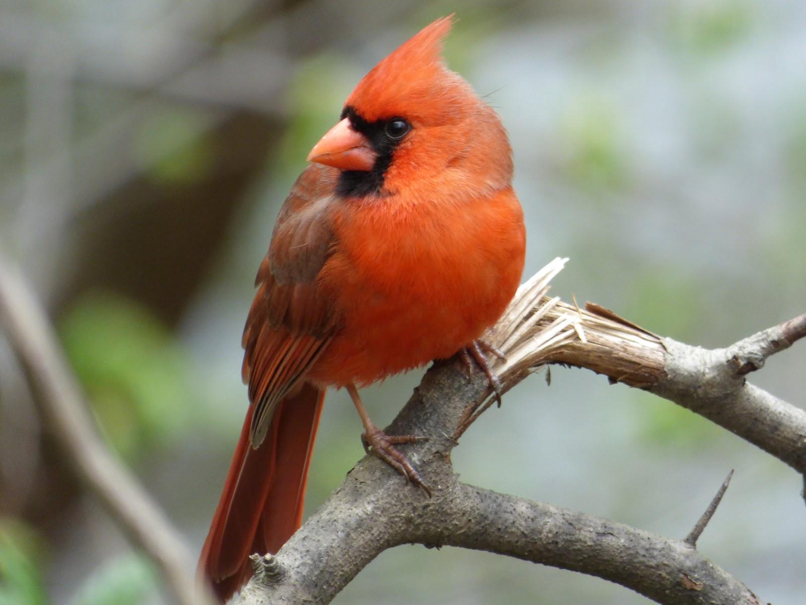 Pied Northern Cardinal Wallpapers