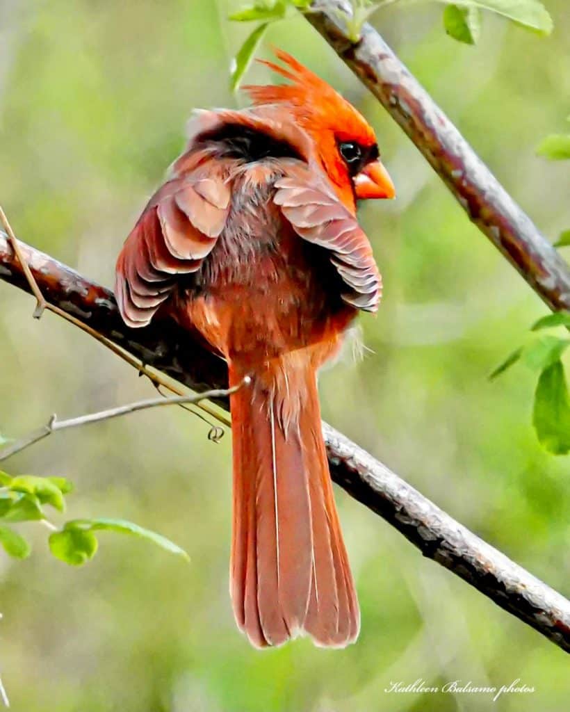 Pied Northern Cardinal Wallpapers