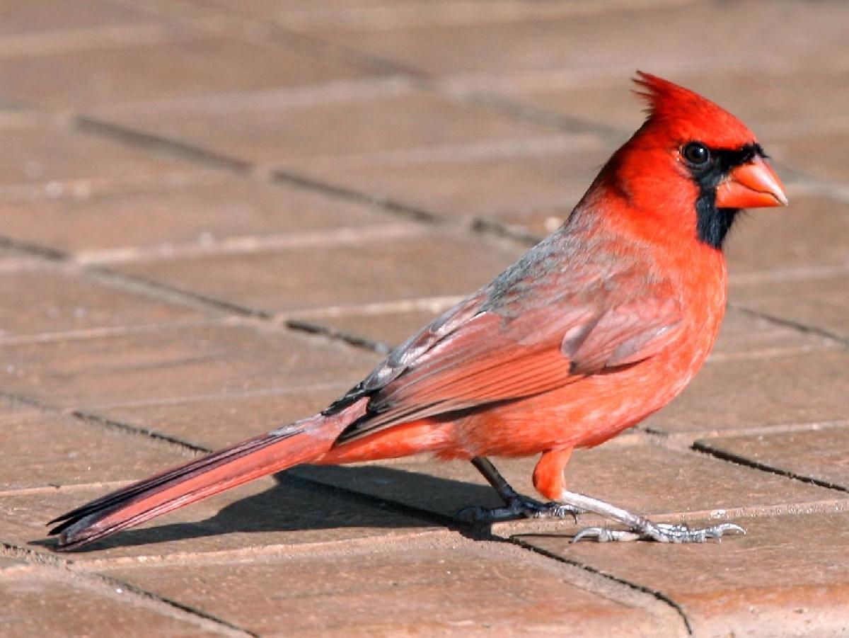 Pied Northern Cardinal Wallpapers