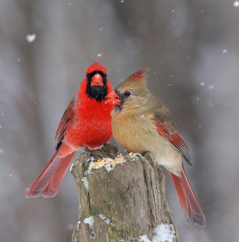 Pied Northern Cardinal Wallpapers