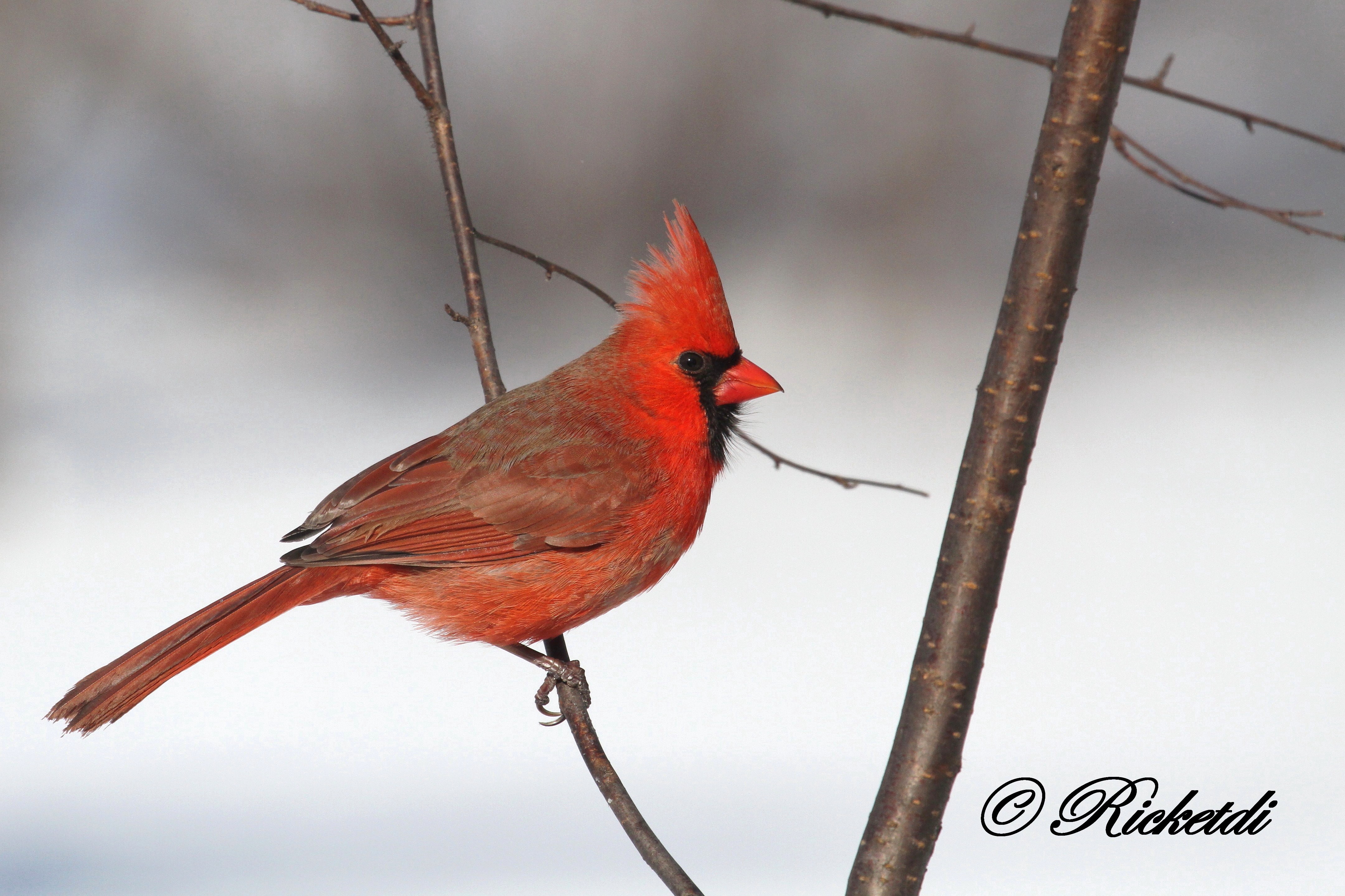 Pied Northern Cardinal Wallpapers