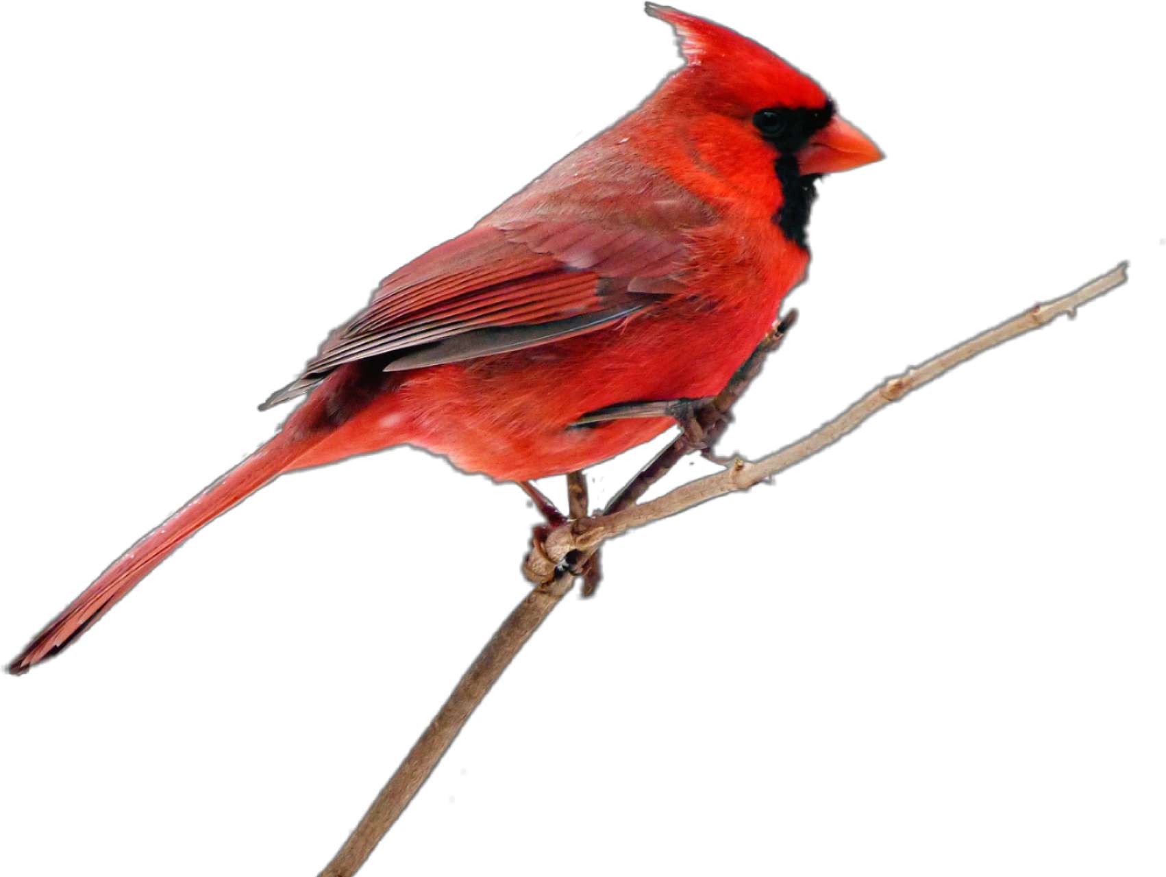 Pied Northern Cardinal Wallpapers