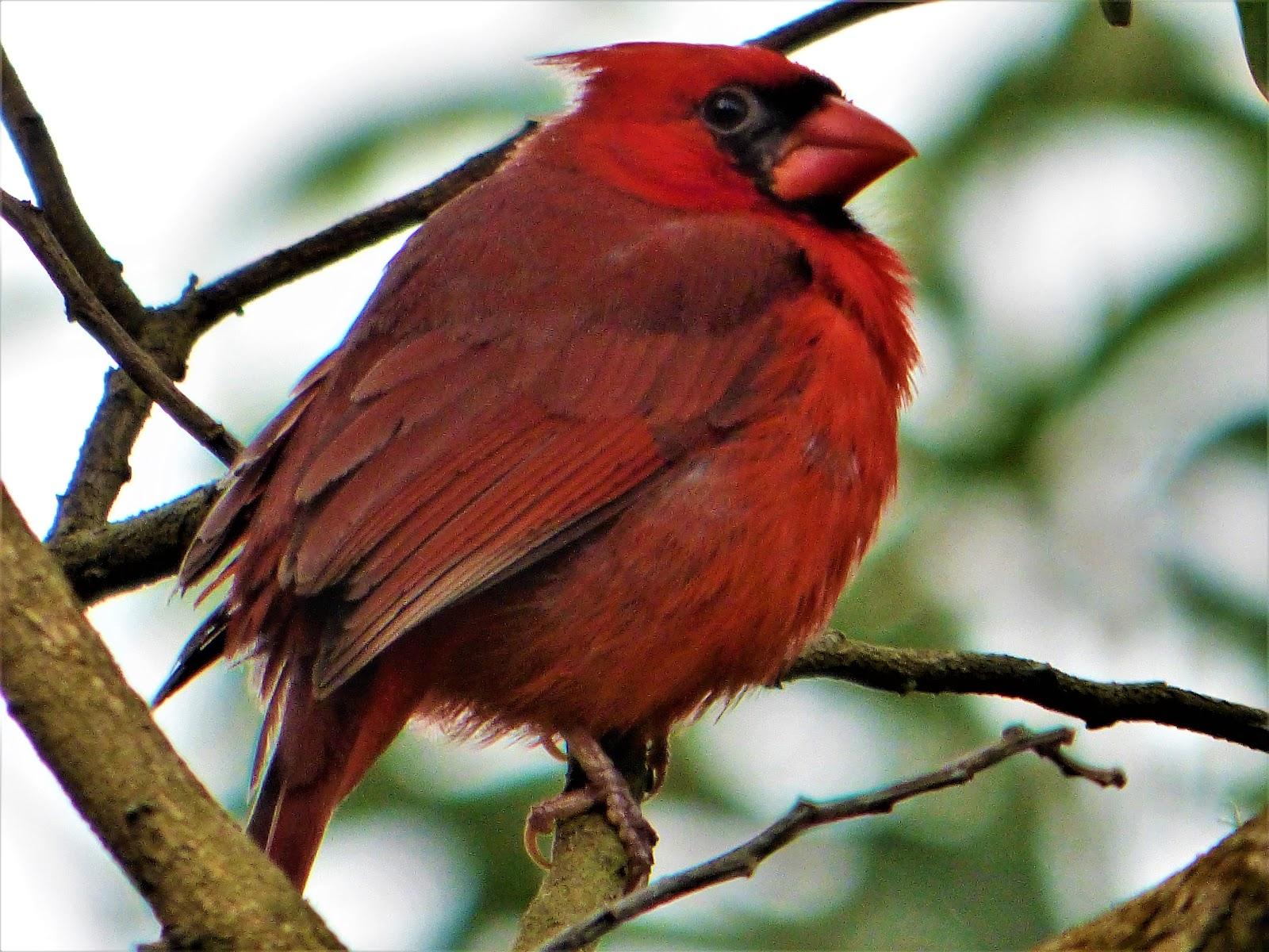 Pied Northern Cardinal Wallpapers