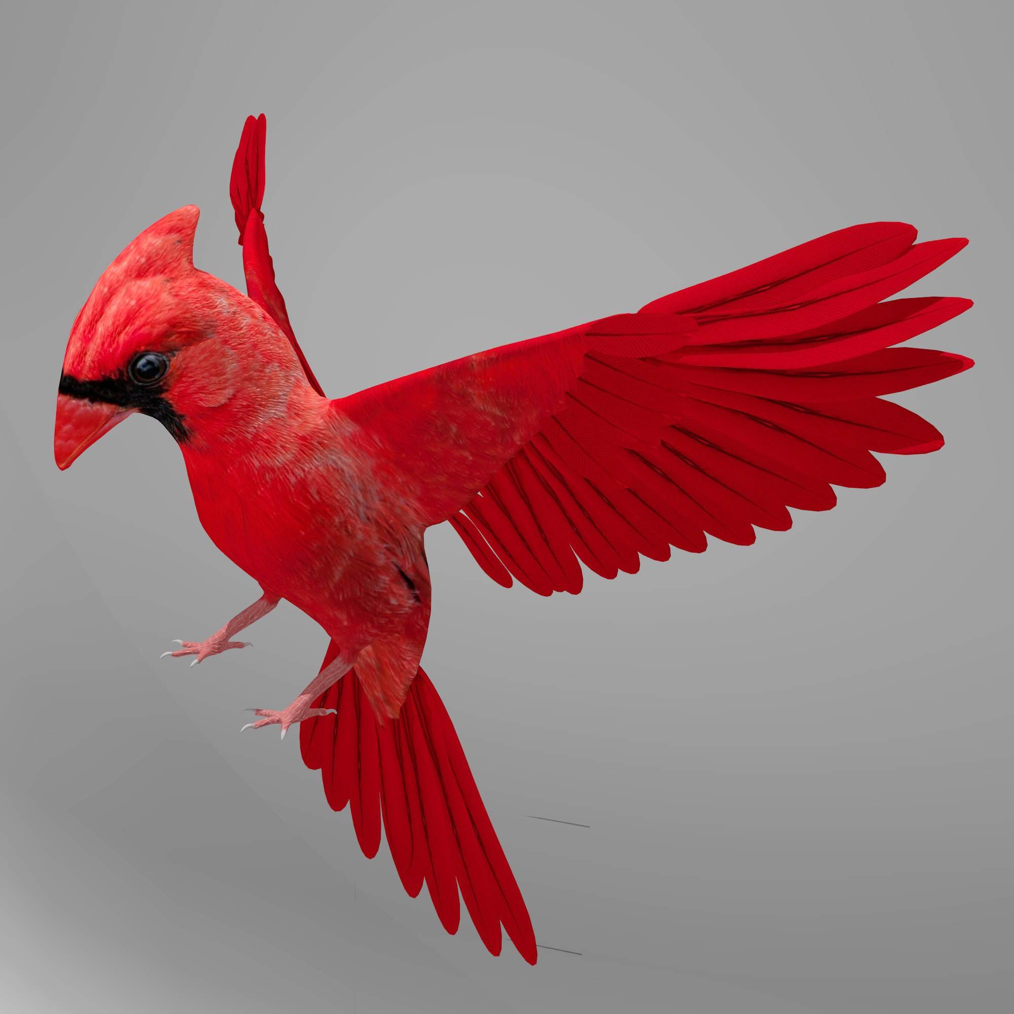 Pied Northern Cardinal Wallpapers