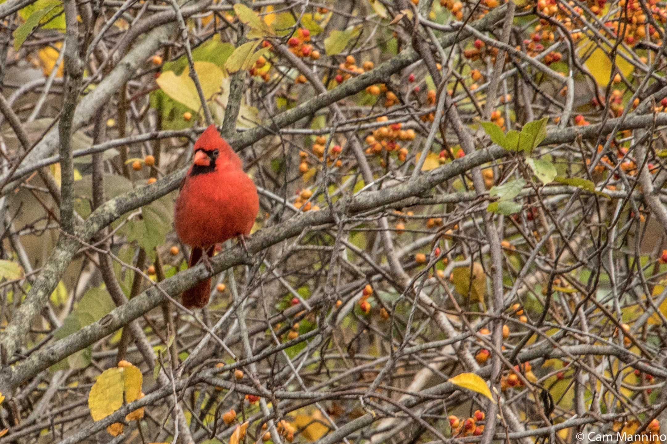 Pied Northern Cardinal Wallpapers