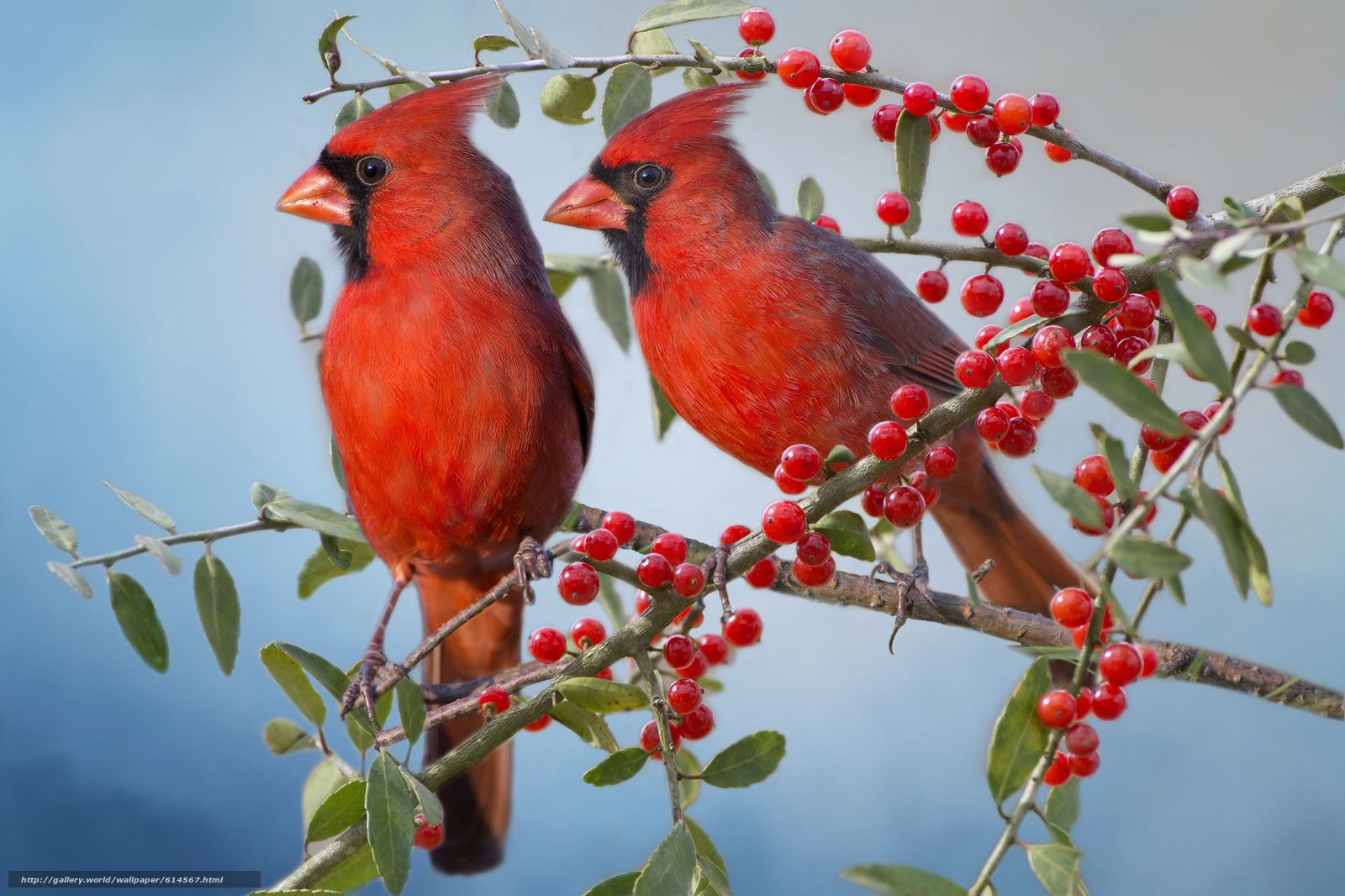 Pied Northern Cardinal Wallpapers