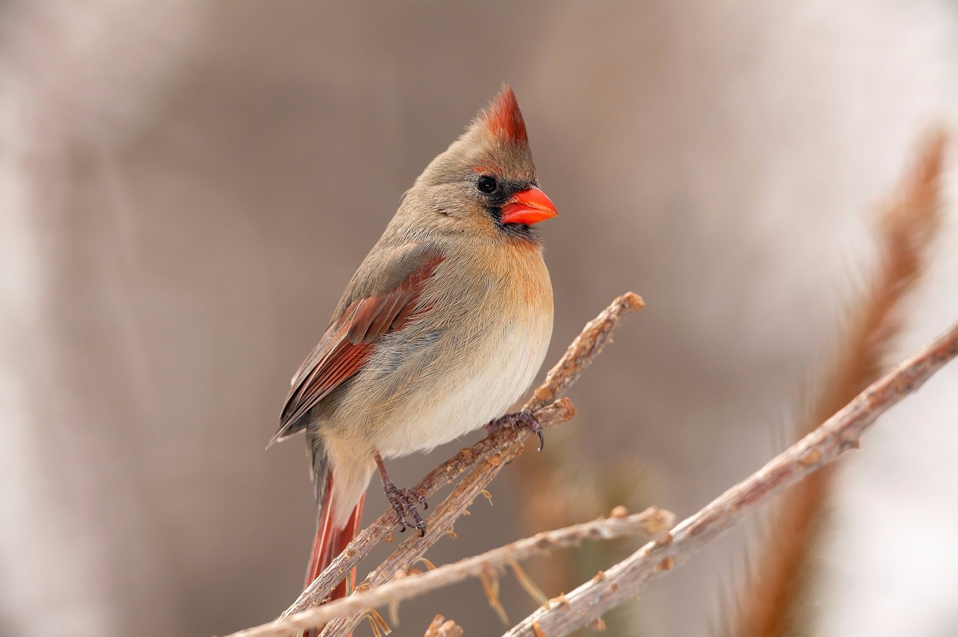 Pied Northern Cardinal Wallpapers