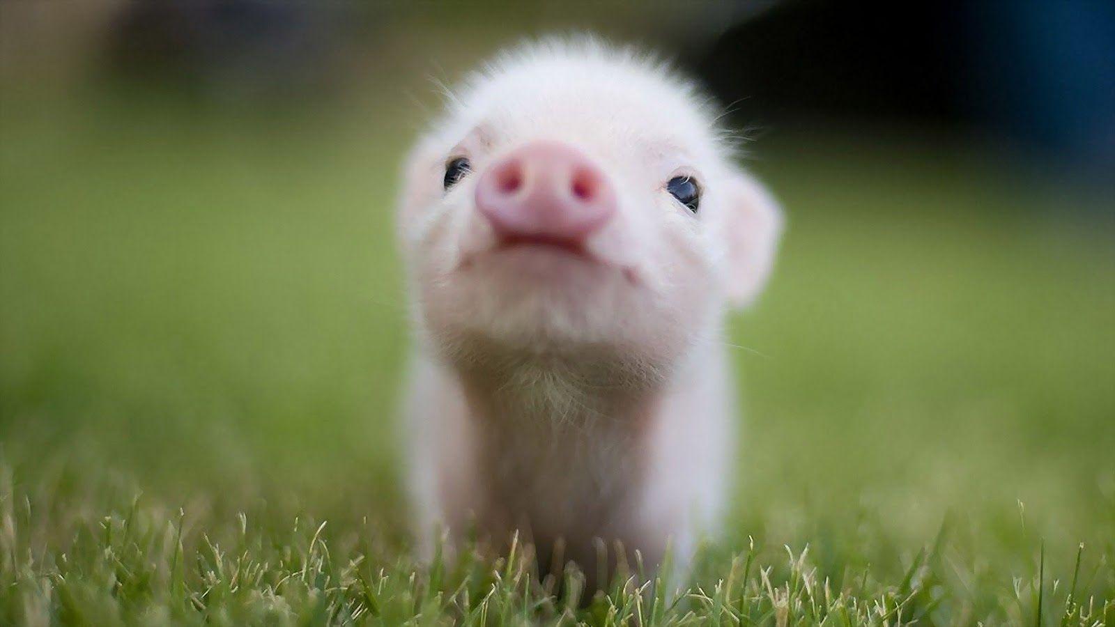 Pig Wallpapers