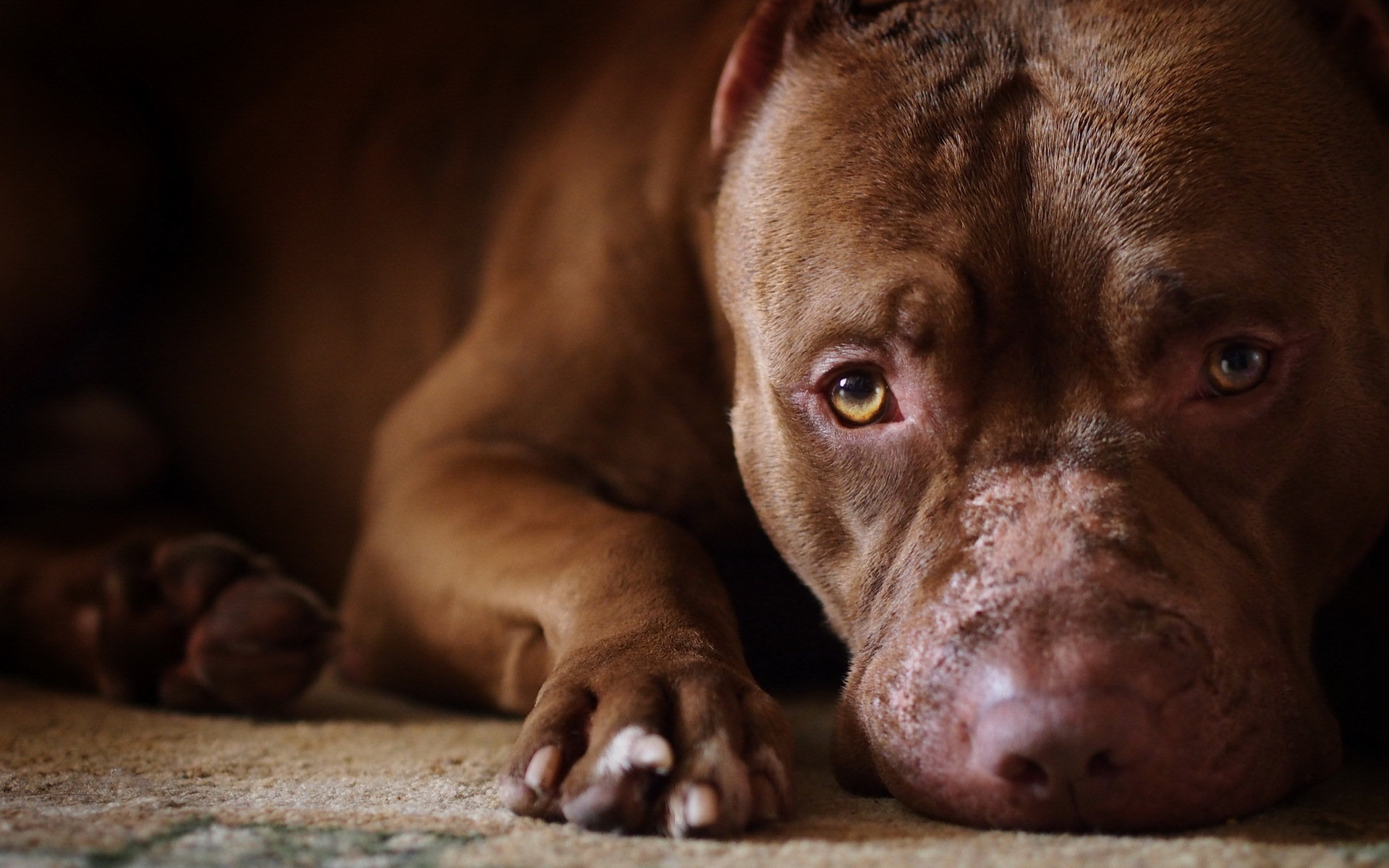 Pit Bulls Wallpapers