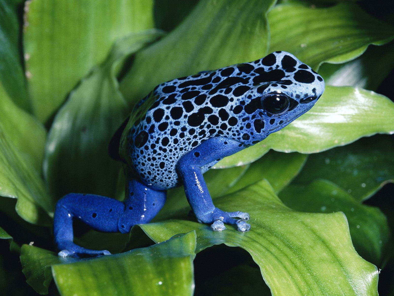 Poison Dart Frog Wallpapers