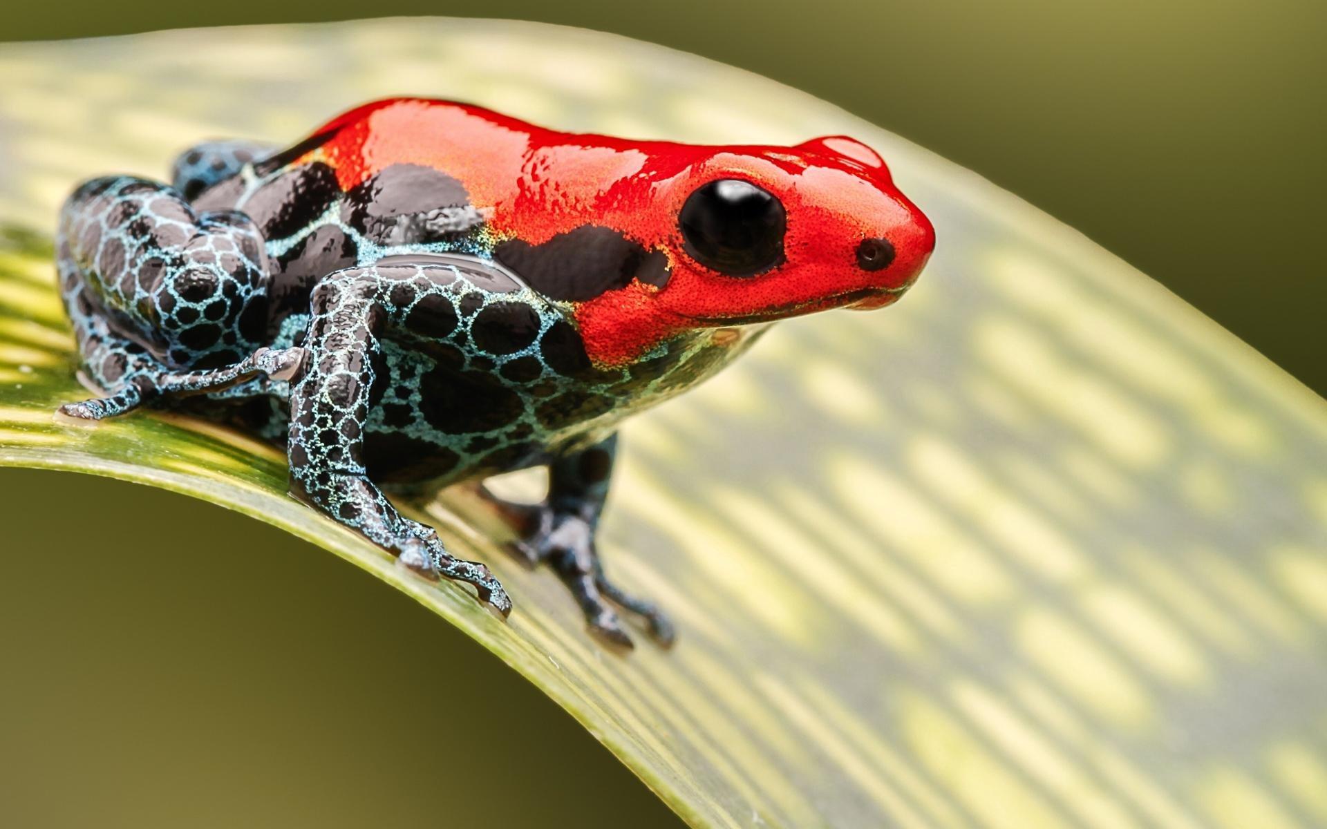 Poison Dart Frog Wallpapers