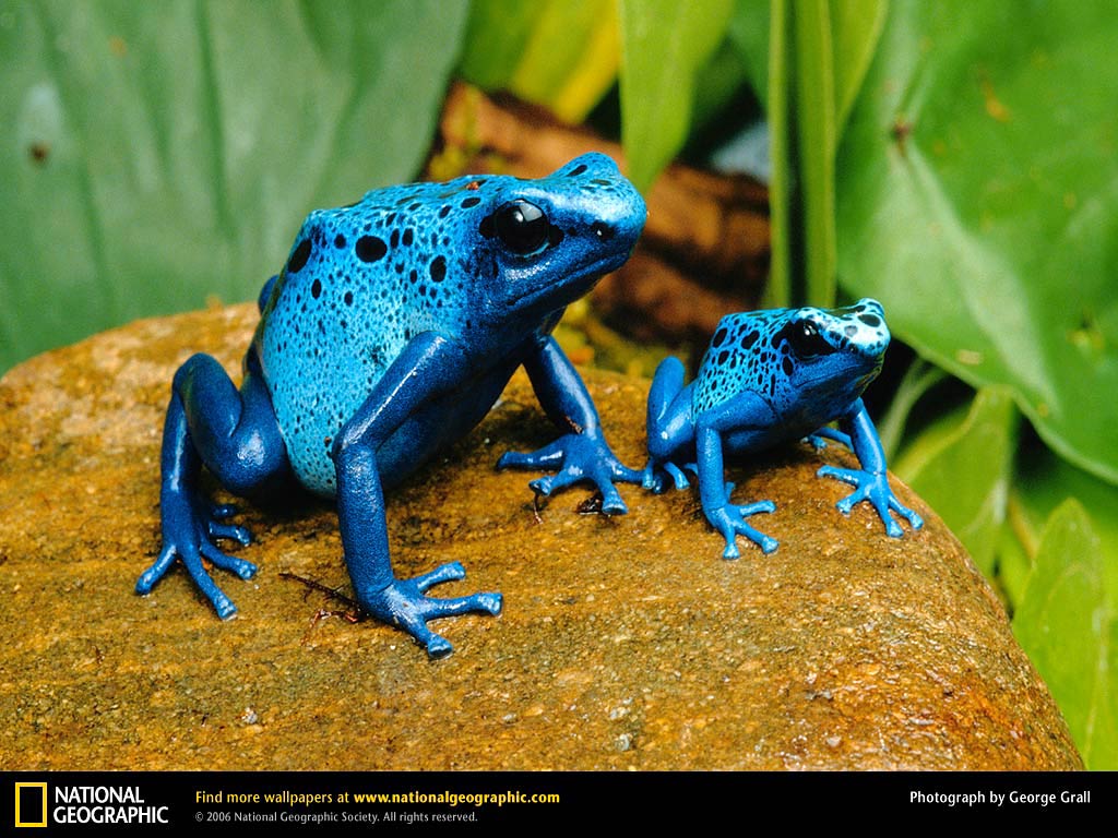 Poison Dart Frog Wallpapers