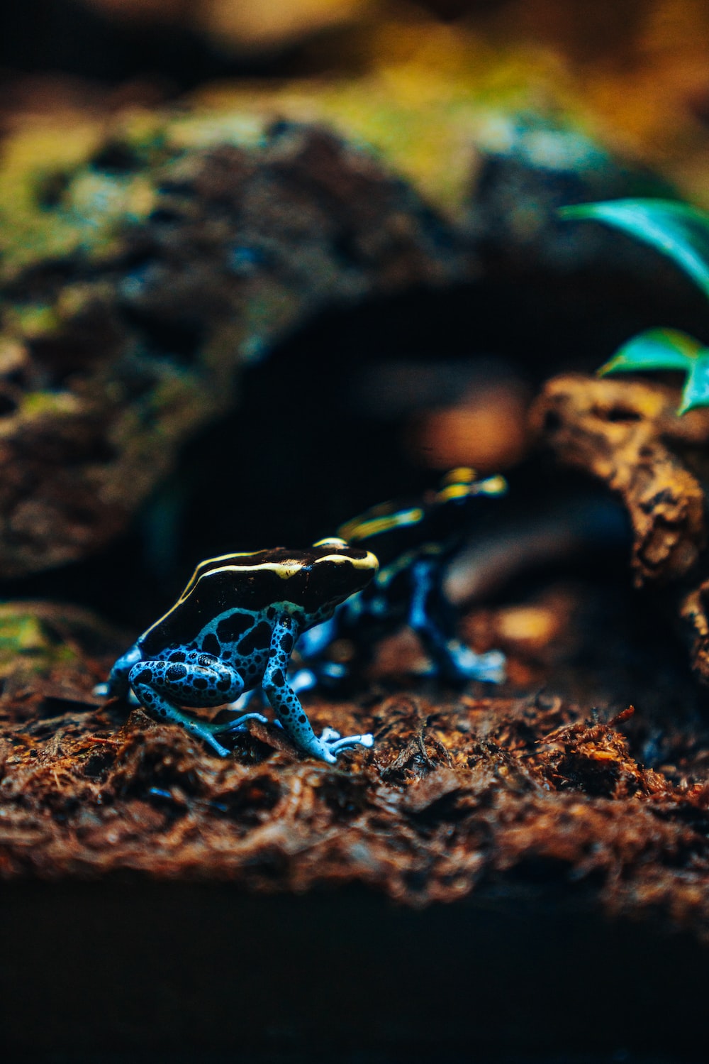 Poison Dart Frog Wallpapers