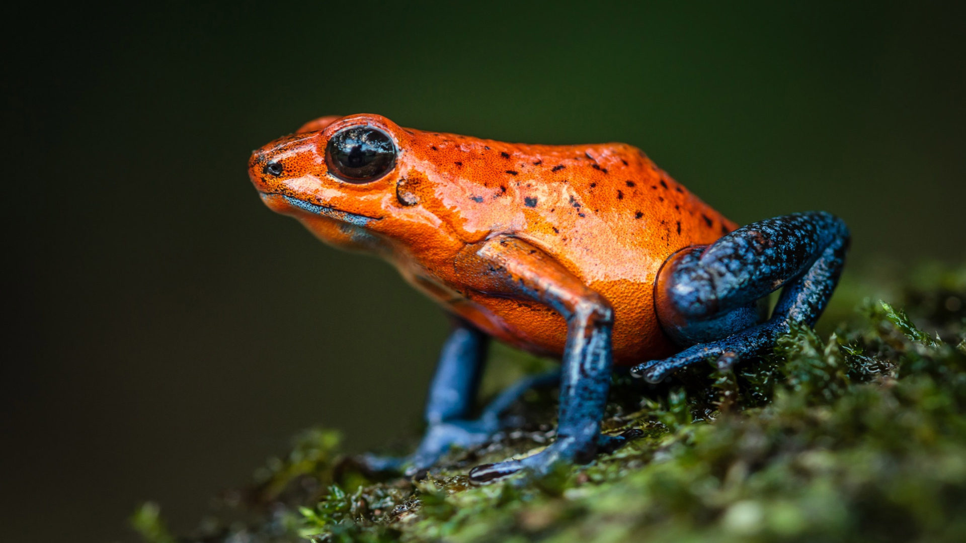 Poison Dart Frog Wallpapers