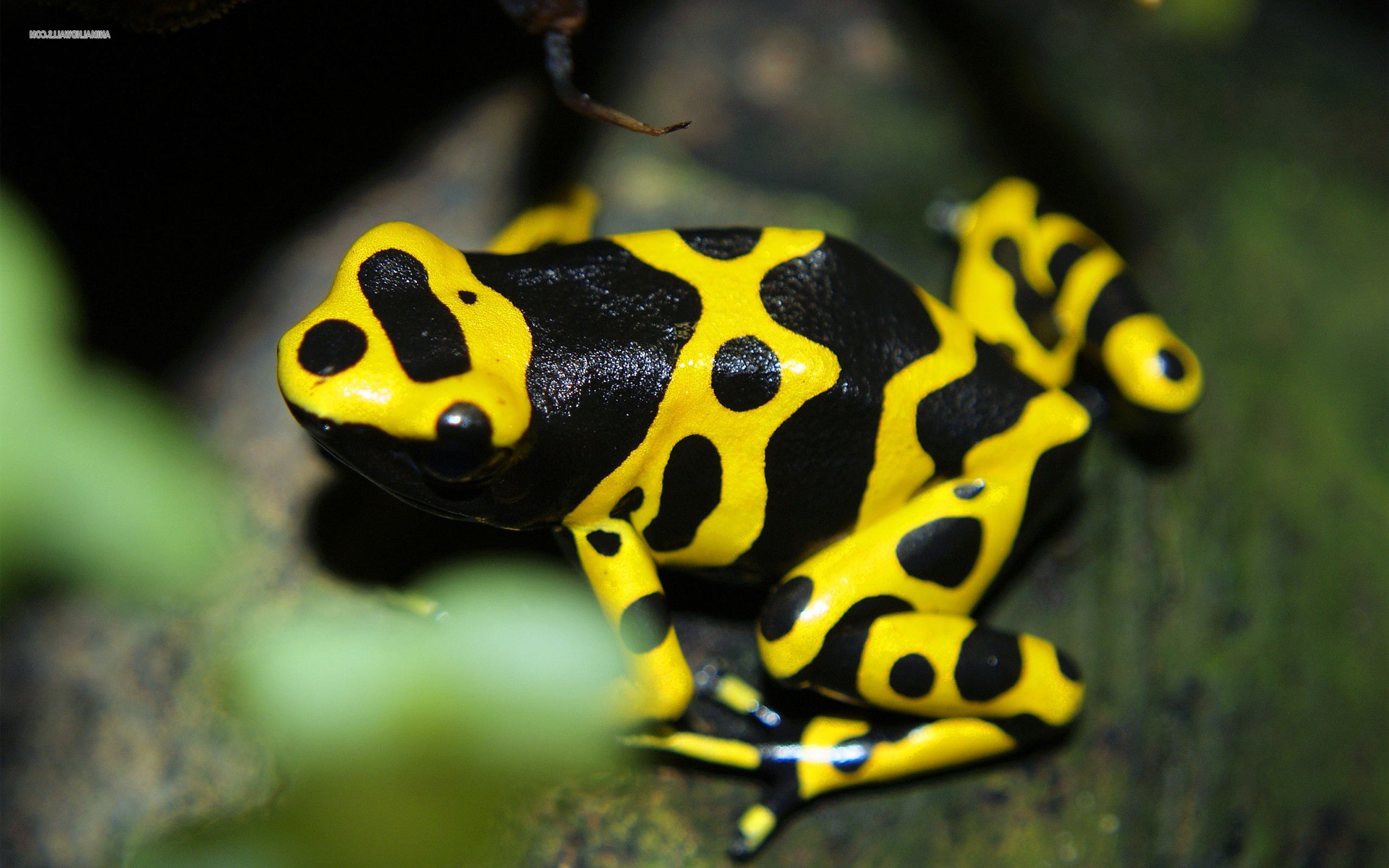 Poison Dart Frog Wallpapers