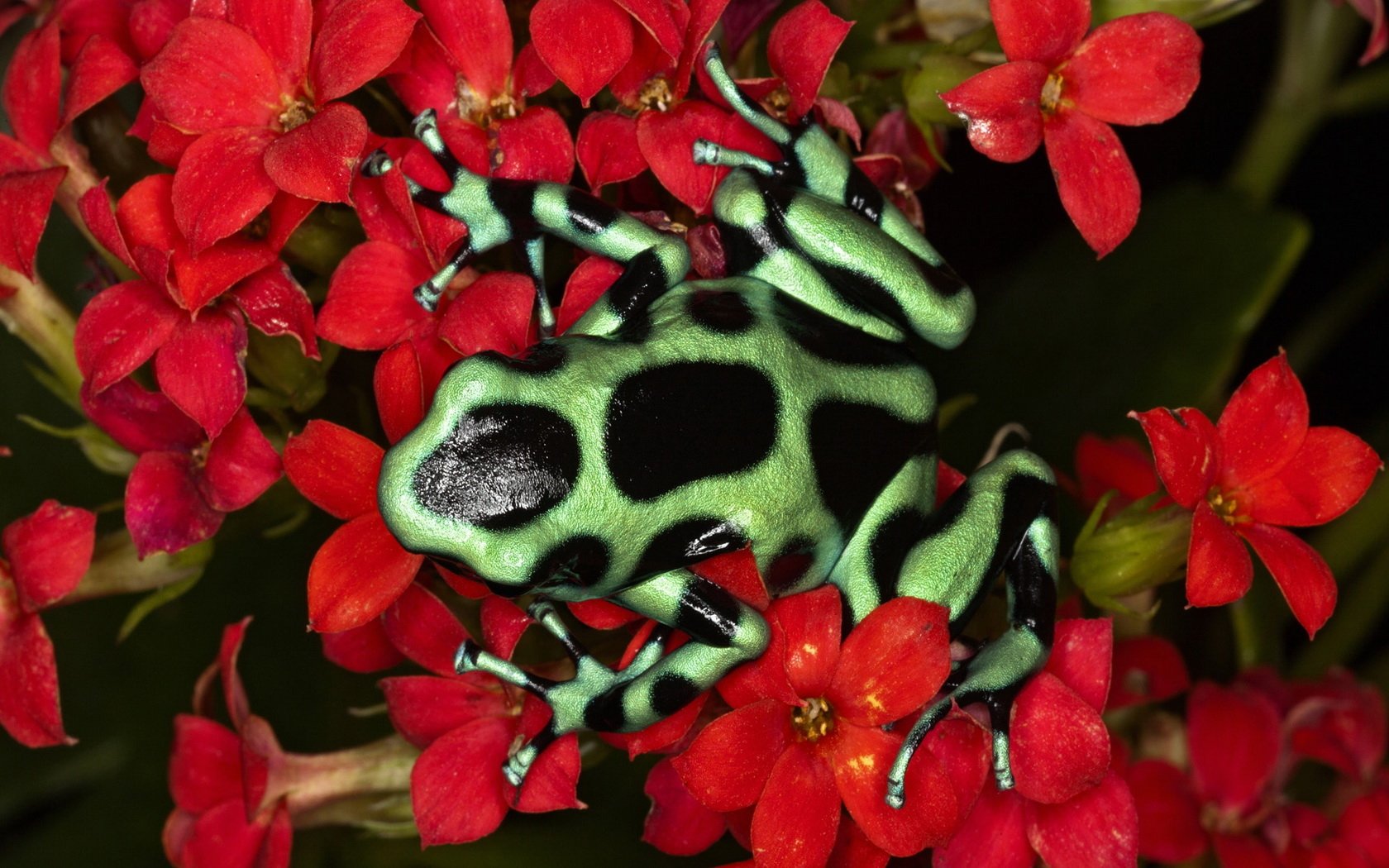 Poison Dart Frog Wallpapers