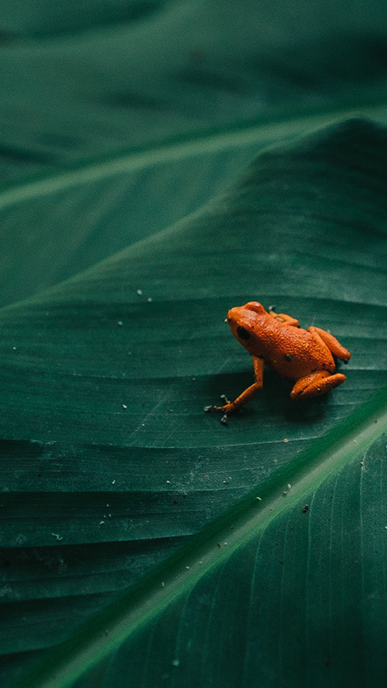 Poison Dart Frog Wallpapers