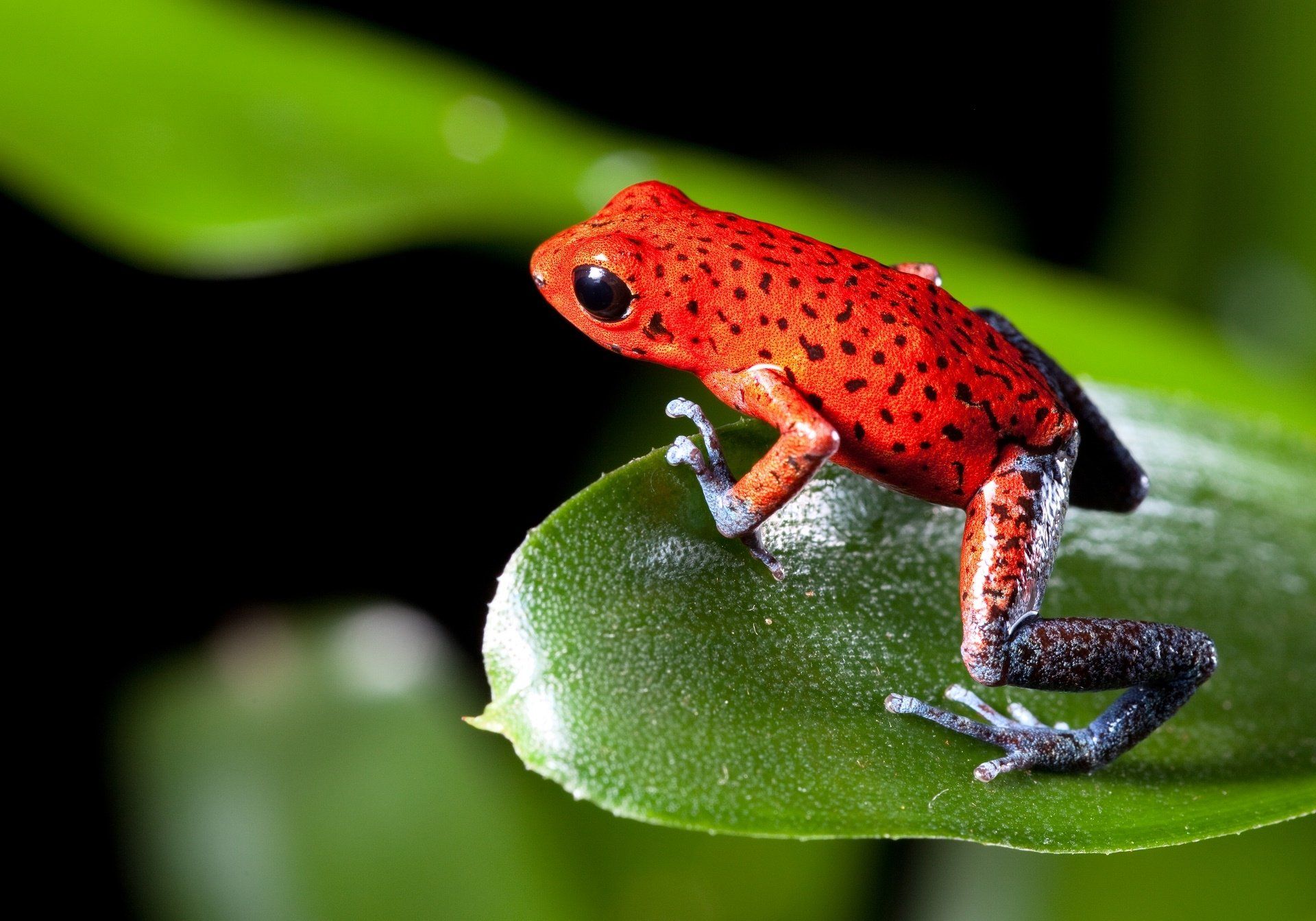 Poison Dart Frog Wallpapers