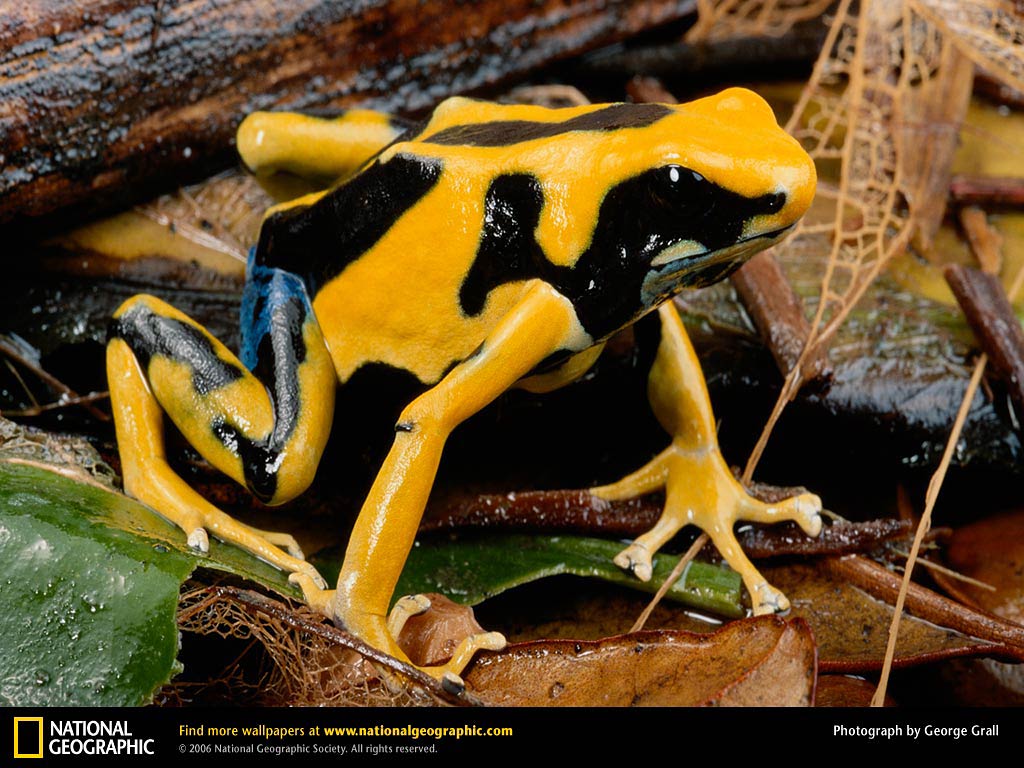 Poison Dart Frog Wallpapers