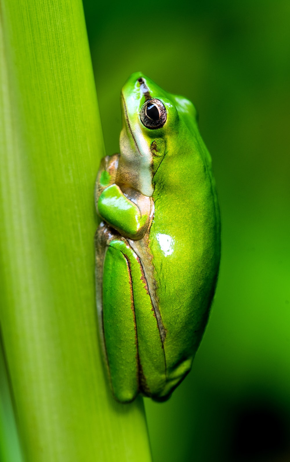 Poison Dart Frog Wallpapers