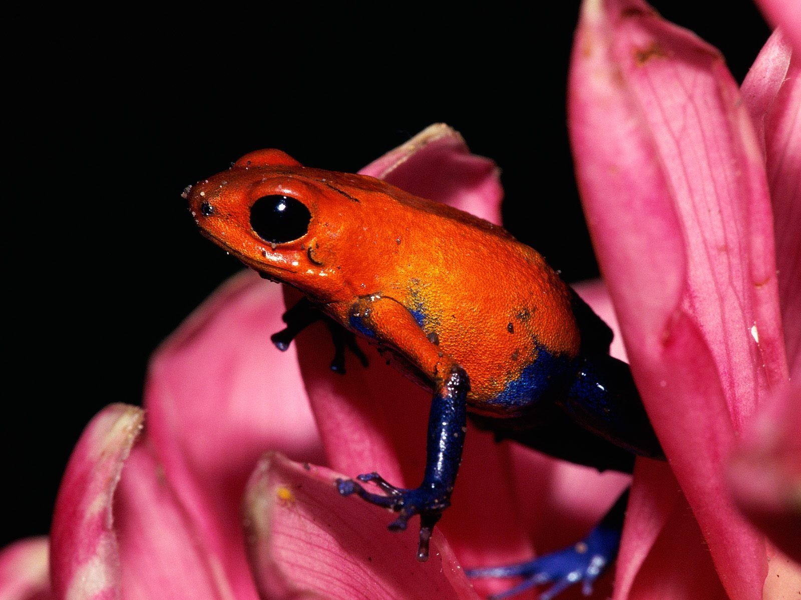 Poison Dart Frog Wallpapers