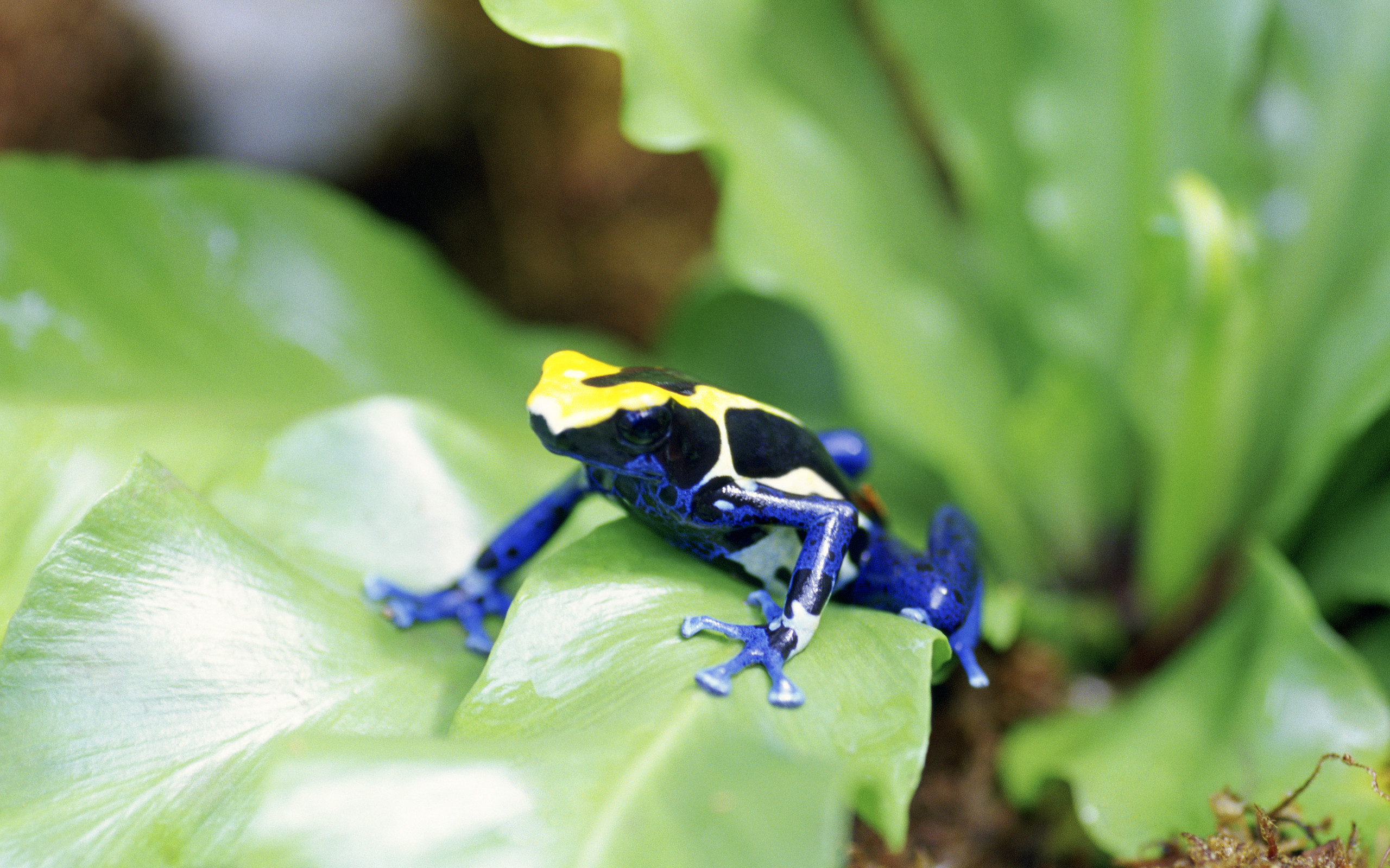 Poison Dart Frog Wallpapers