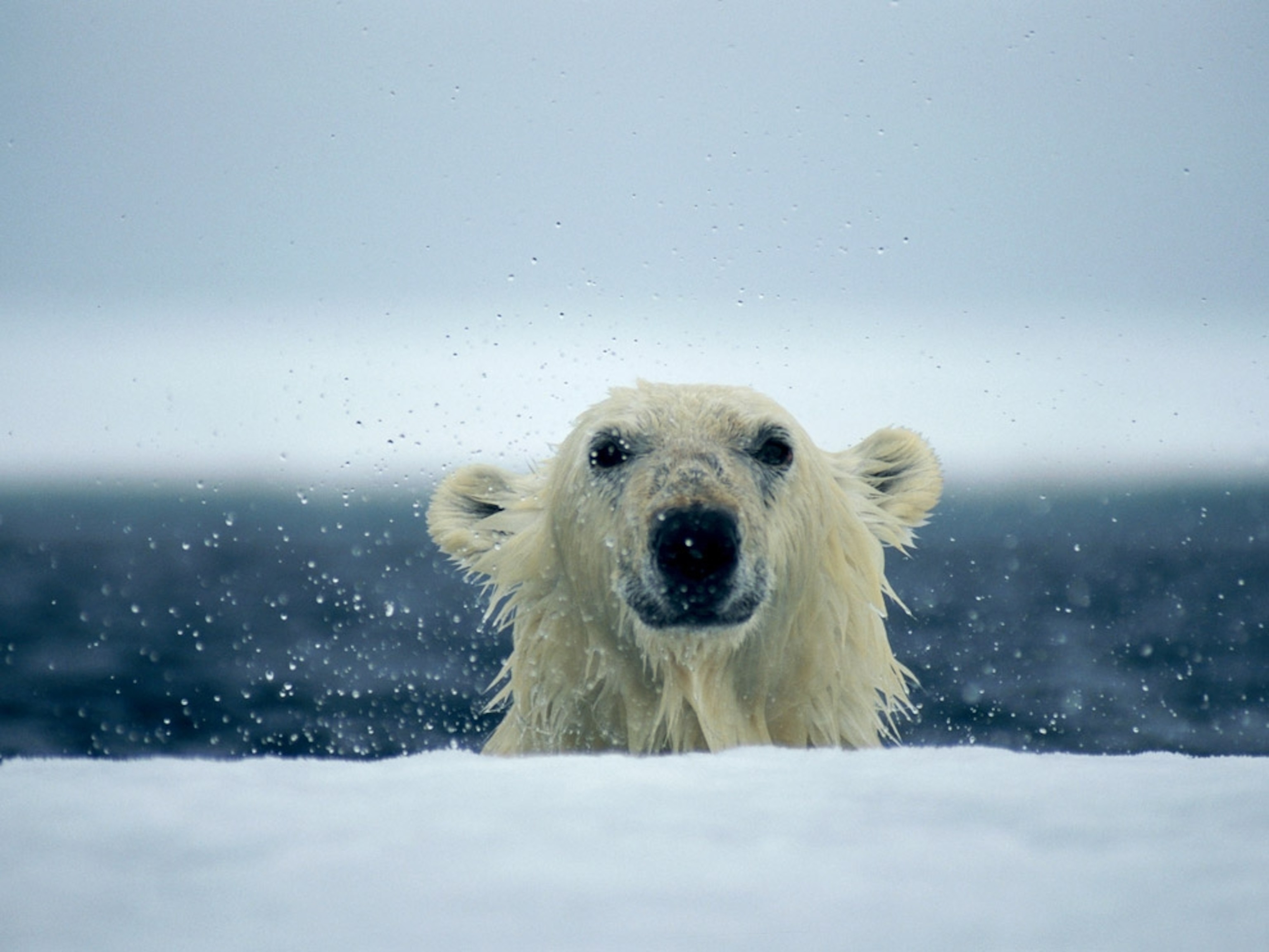 Polar Bear Wallpapers