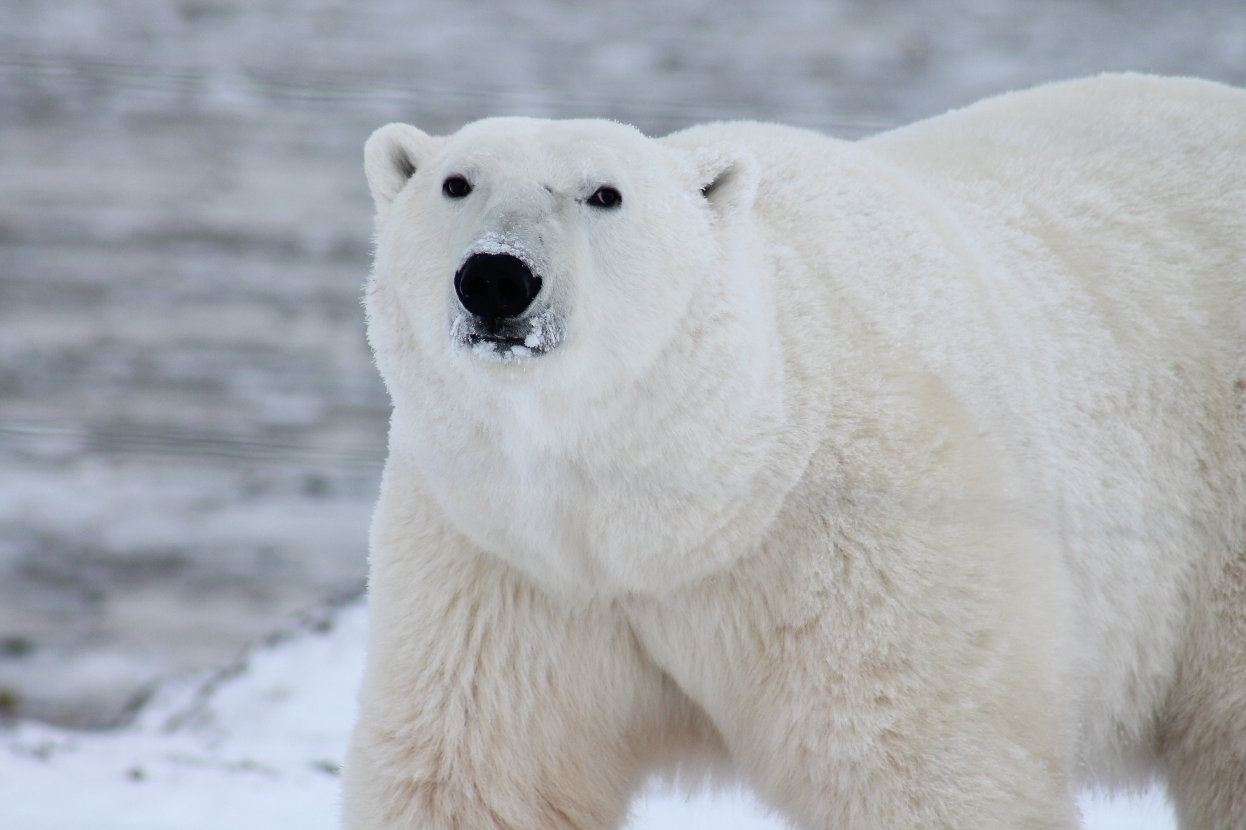 Polar Bear Wallpapers