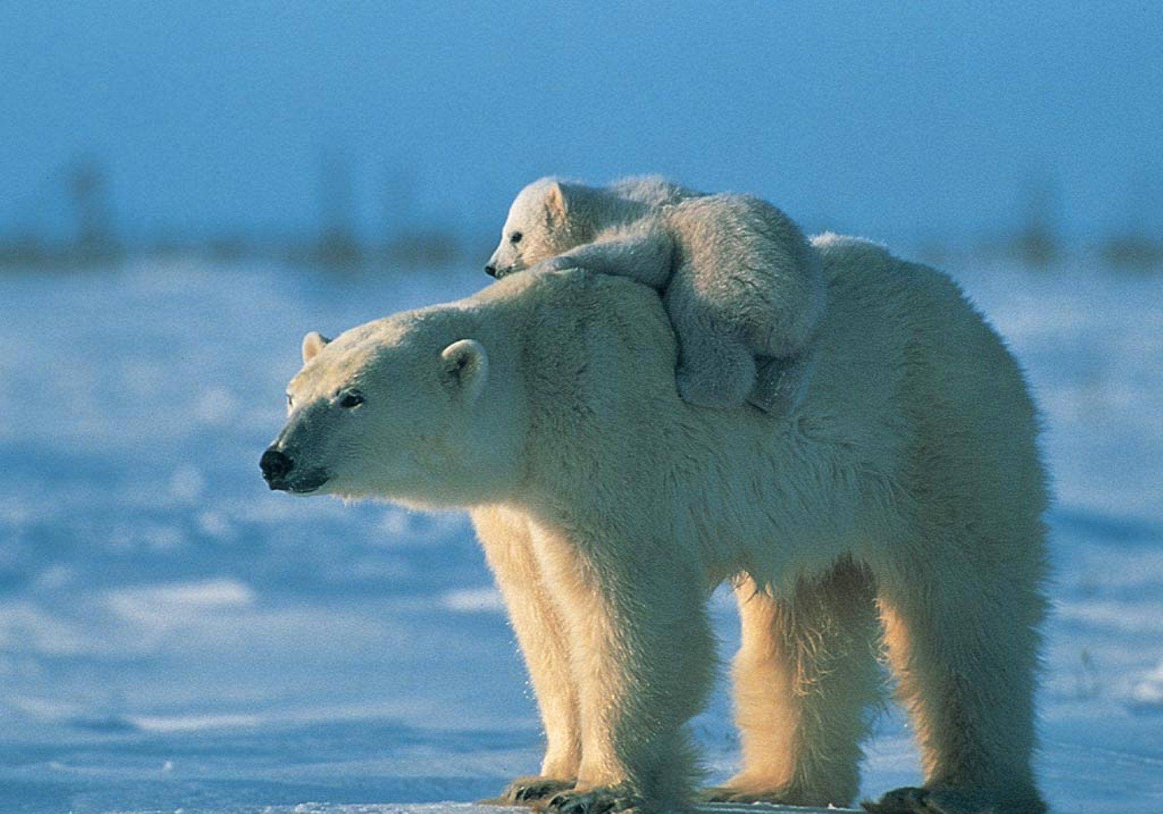 Polar Bear Wallpapers