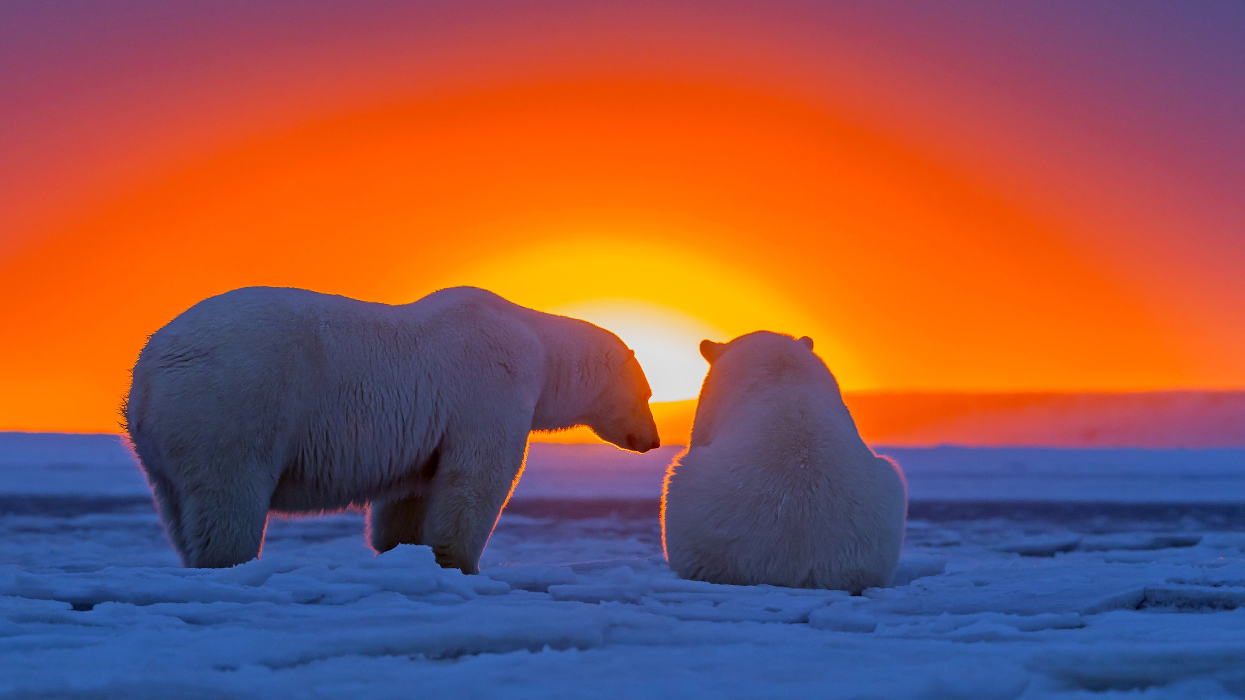 Polar Bear Wallpapers