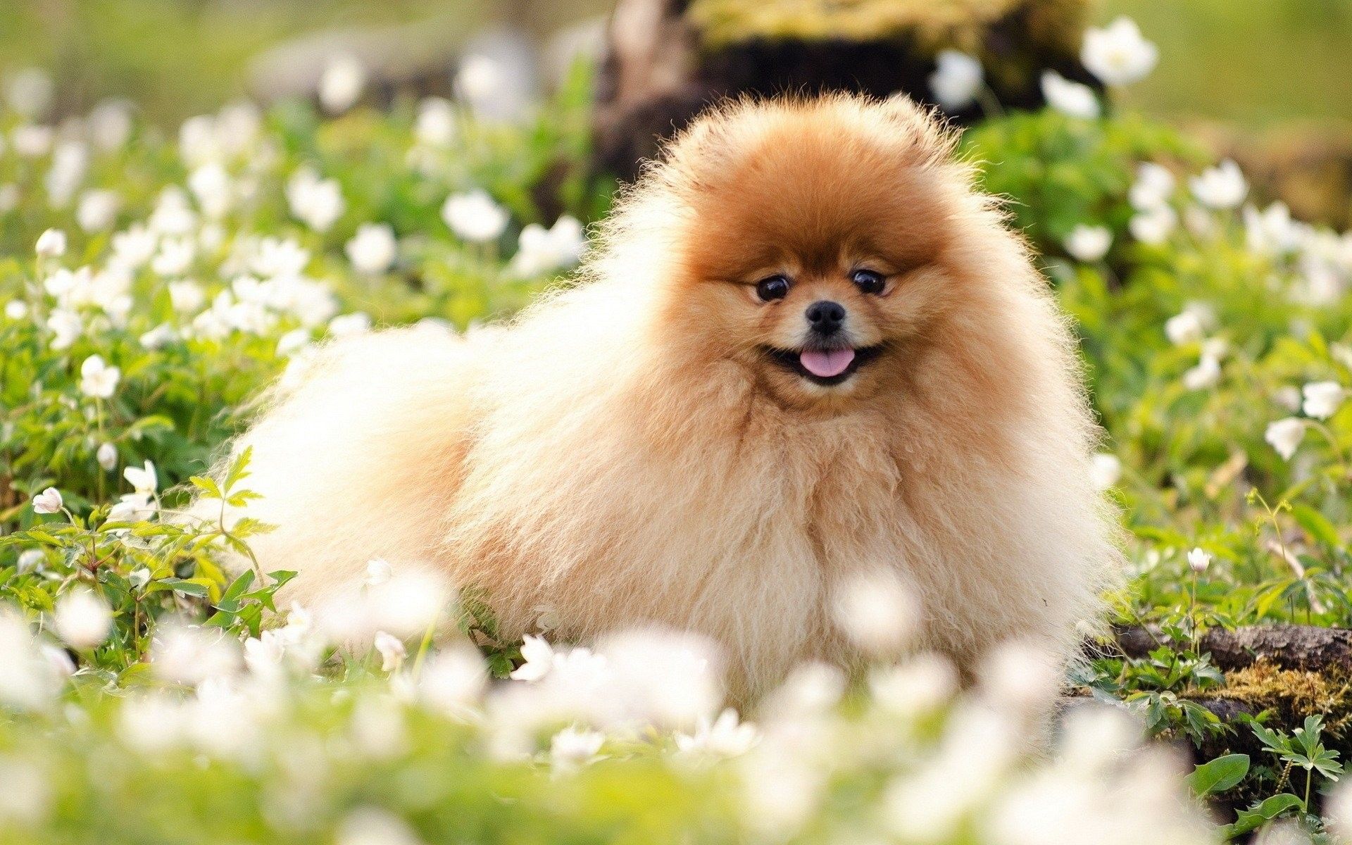 Pomeranian Wallpapers