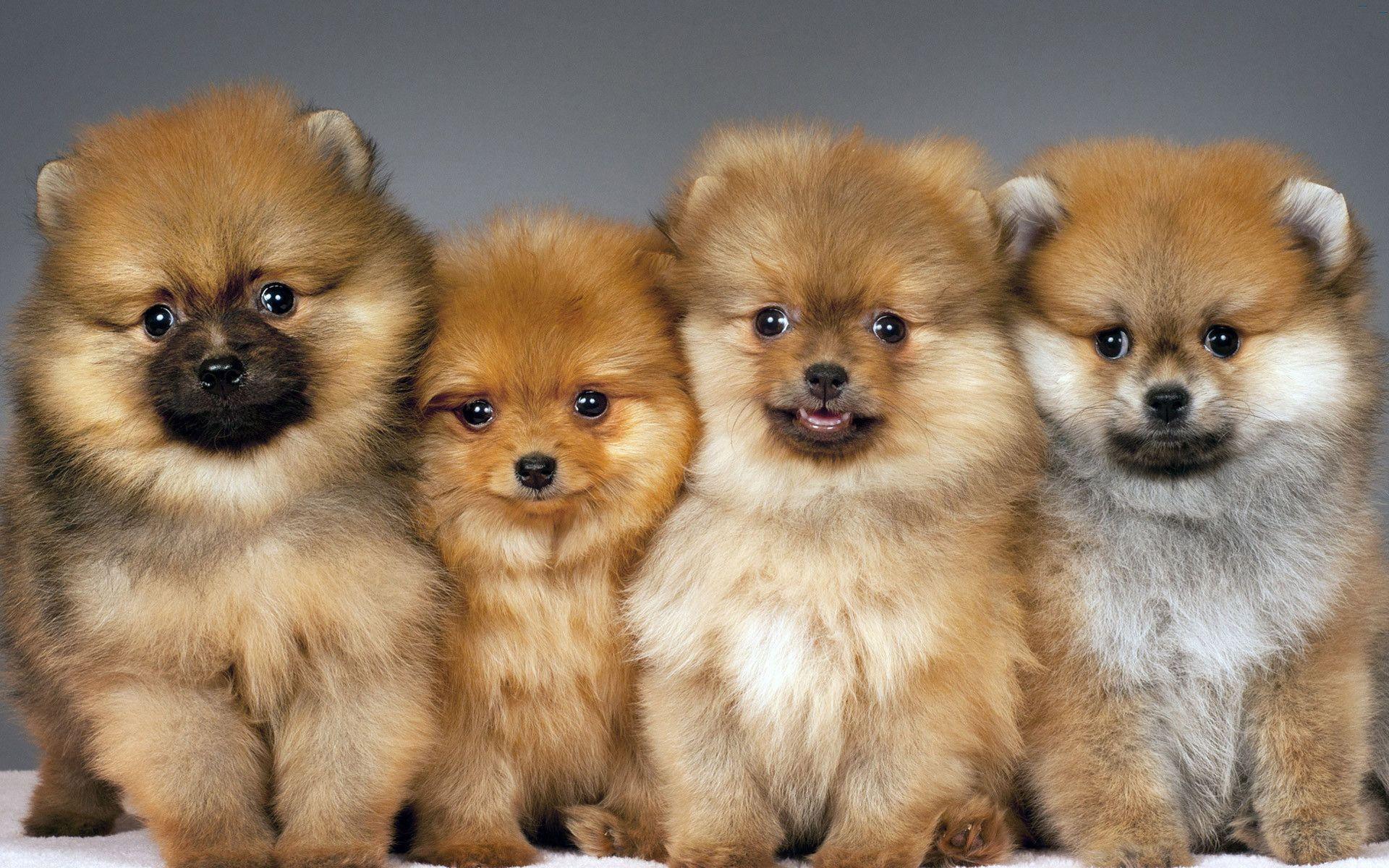 Pomeranian Wallpapers