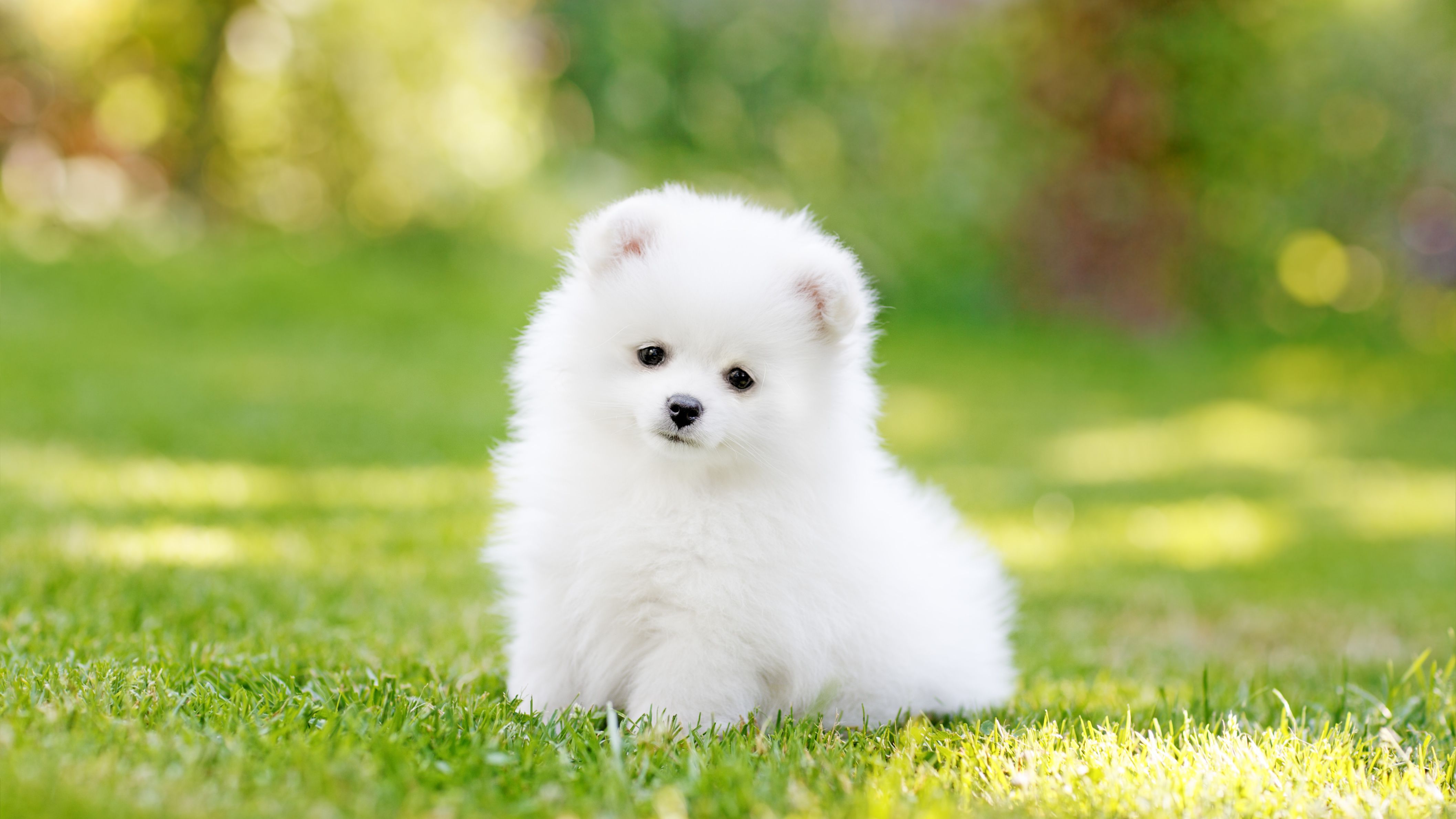 Pomeranian Wallpapers