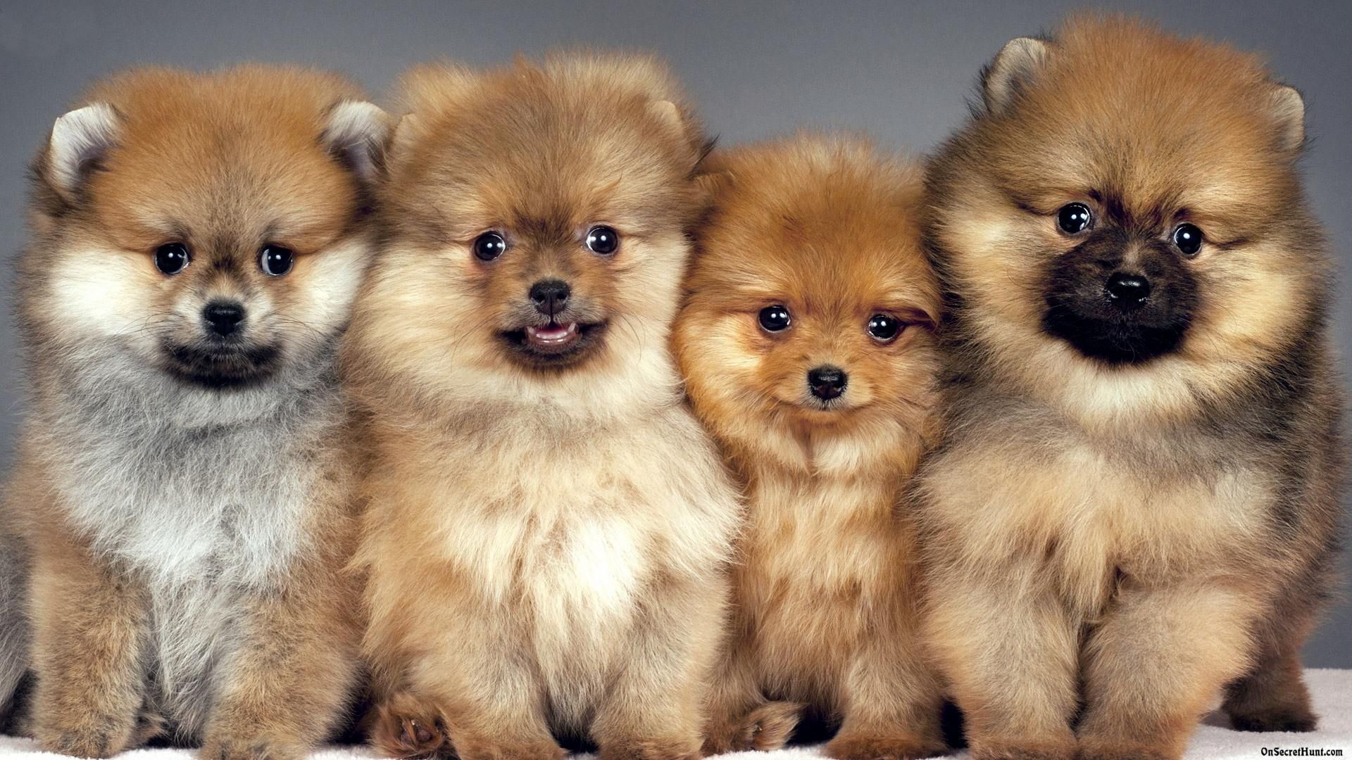 Pomeranian Wallpapers