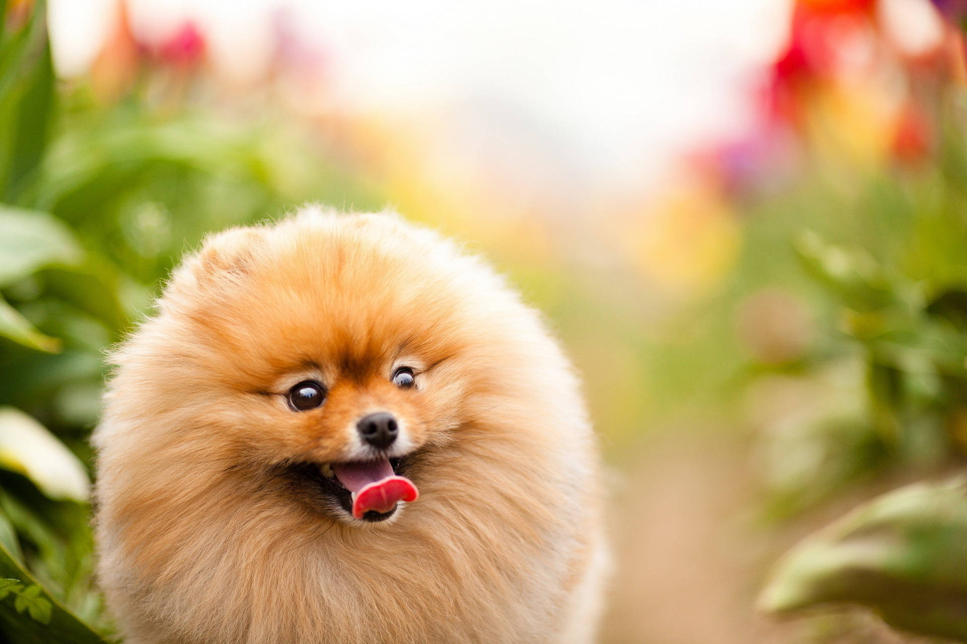 Pomeranian Wallpapers