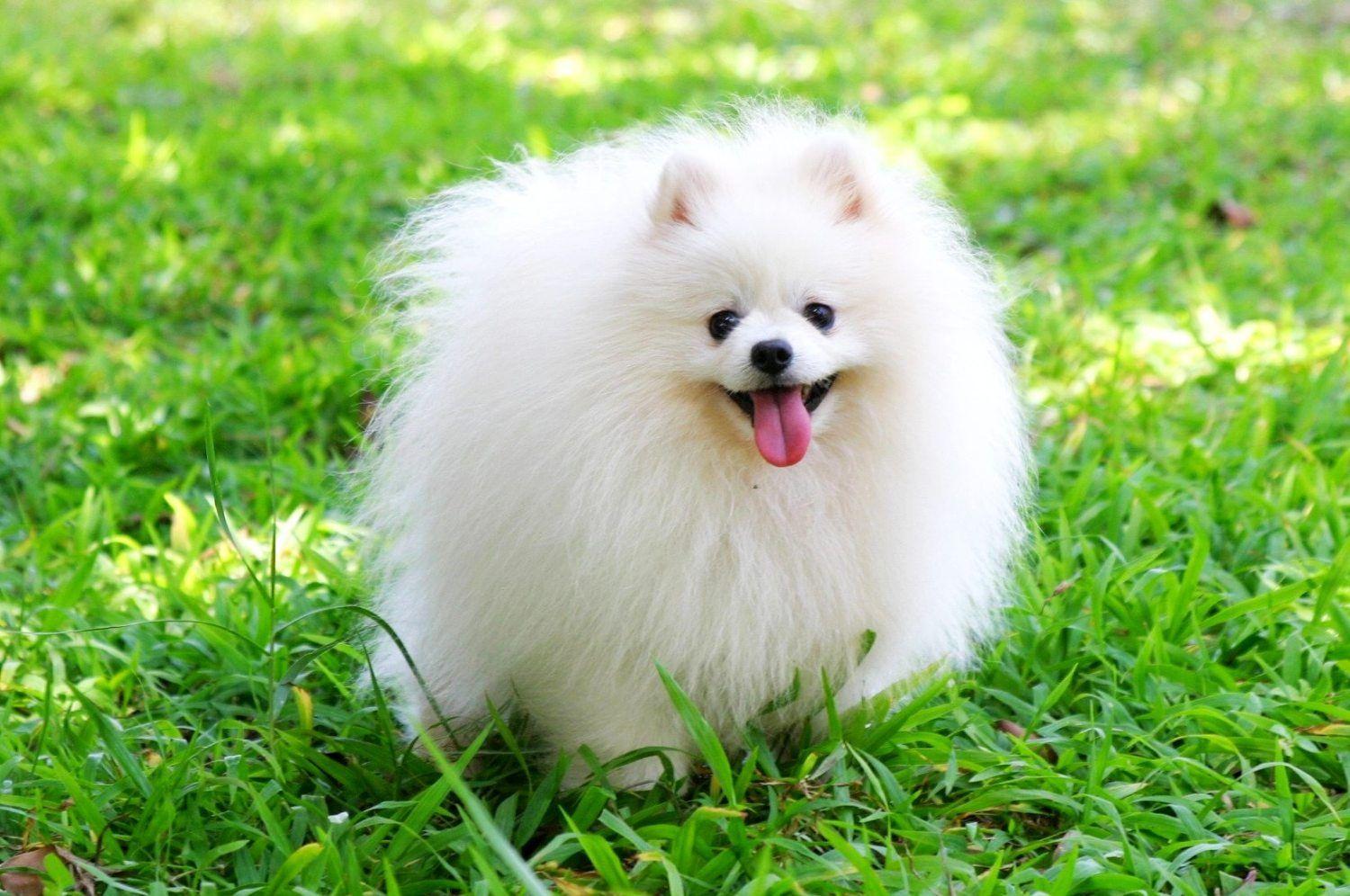 Pomeranian Wallpapers