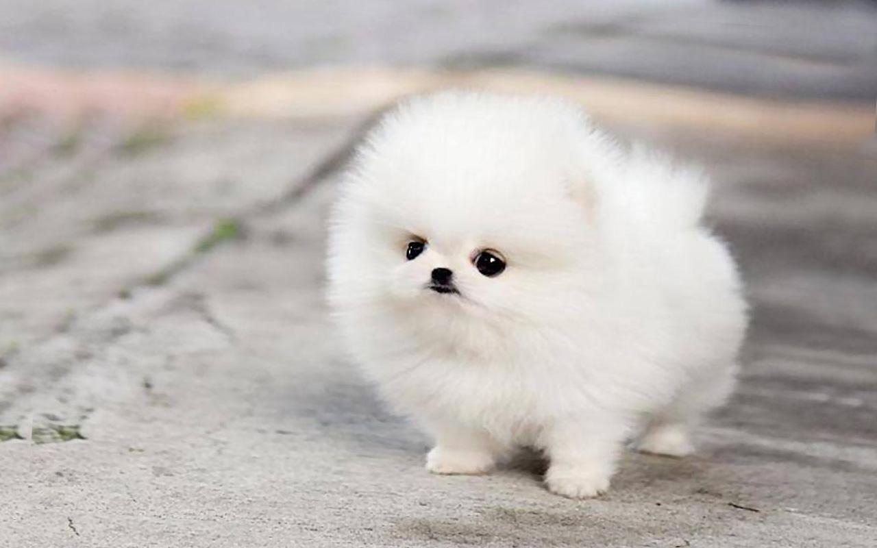 Pomeranian Wallpapers