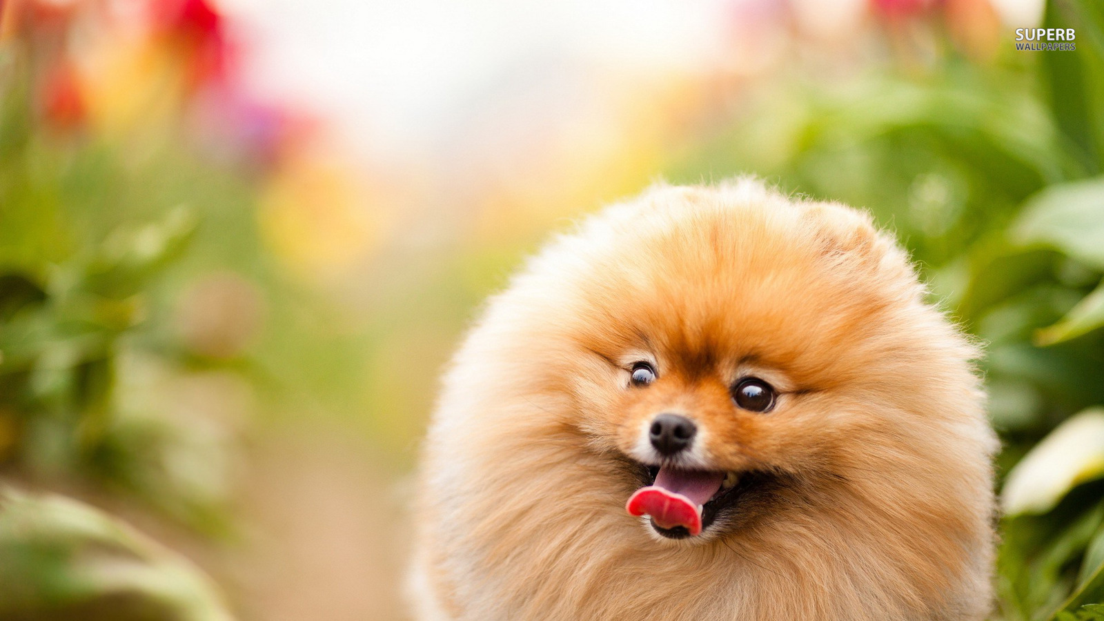 Pomeranian Wallpapers