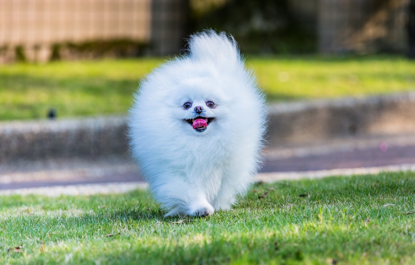 Pomeranian Wallpapers