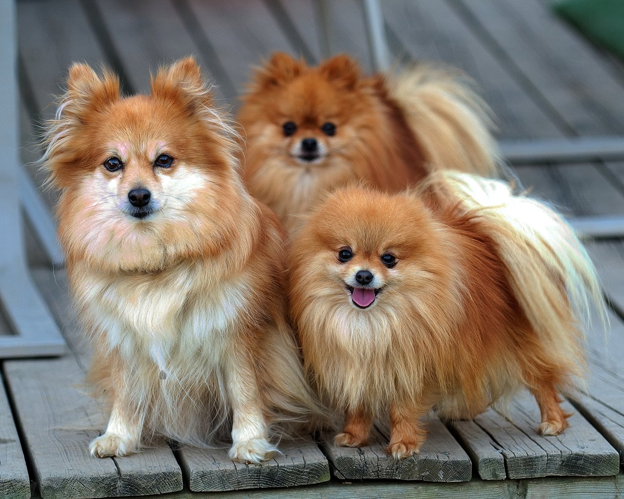 Pomeranian Wallpapers