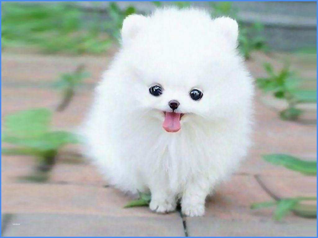 Pomeranian Wallpapers