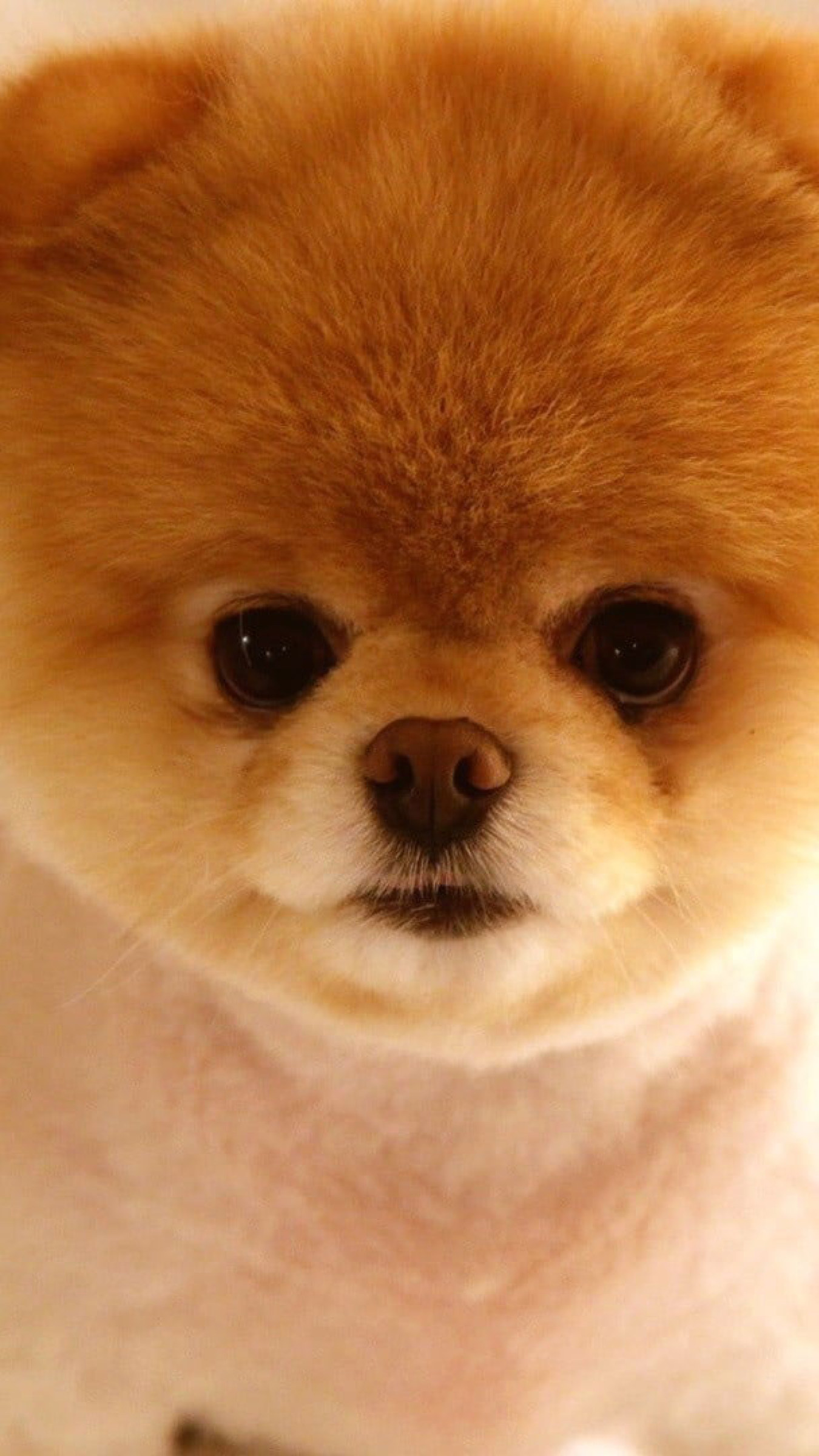 Pomeranian Wallpapers