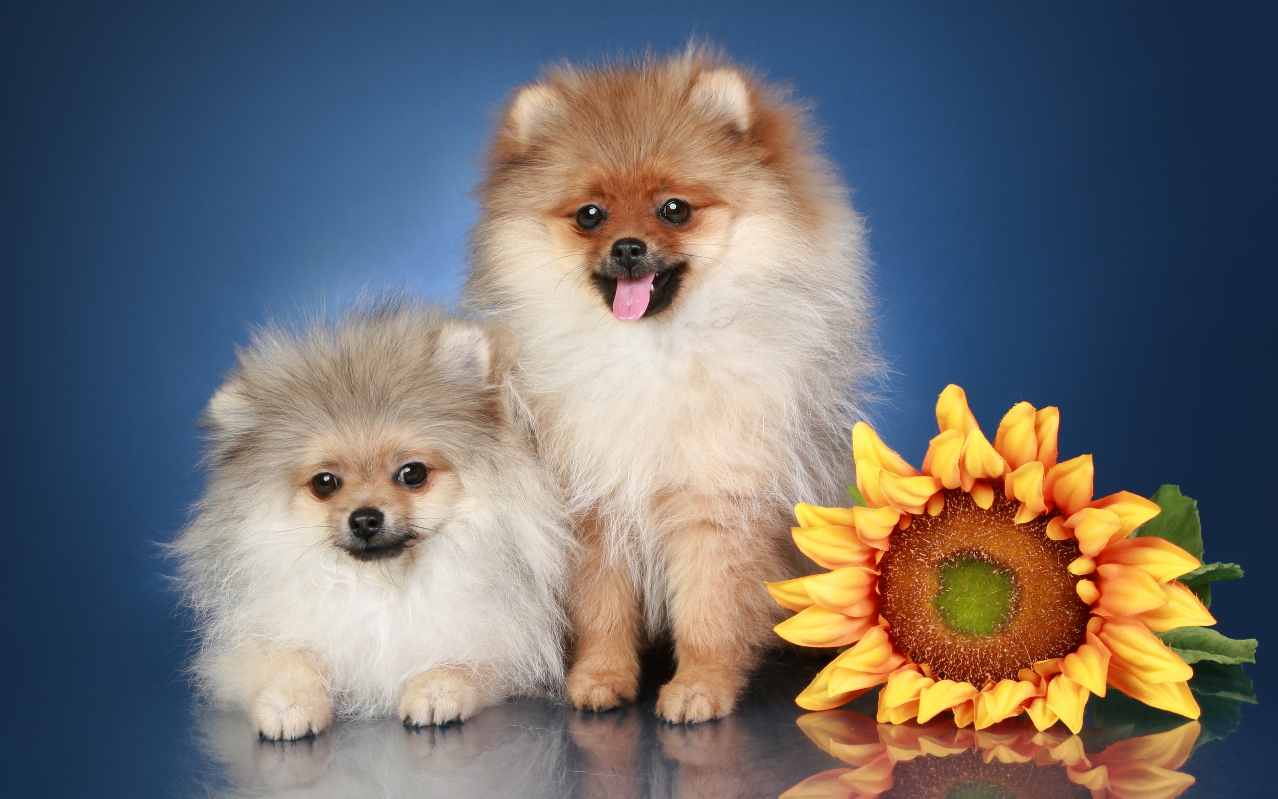 Pomeranian Wallpapers