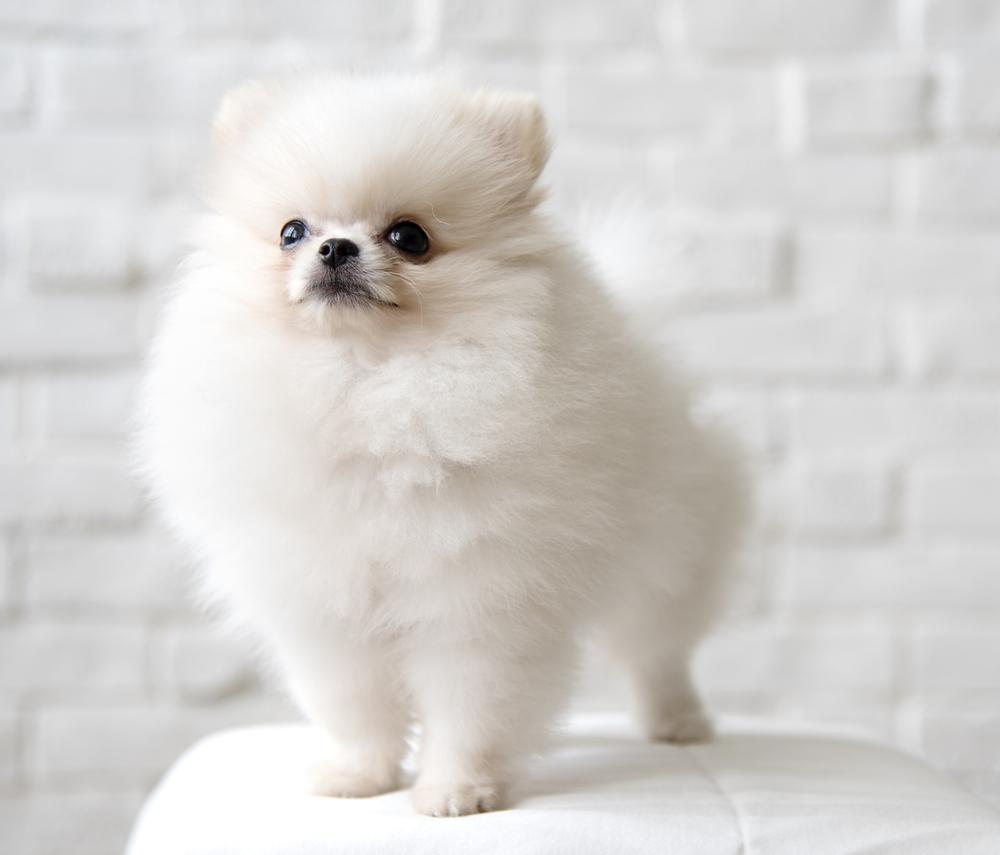 Pomeranian Wallpapers