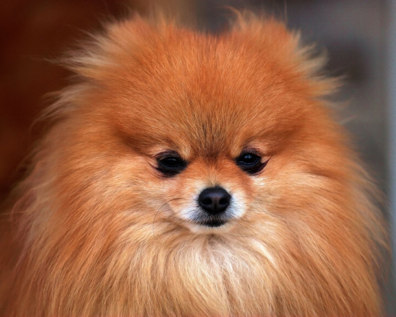 Pomeranian Wallpapers