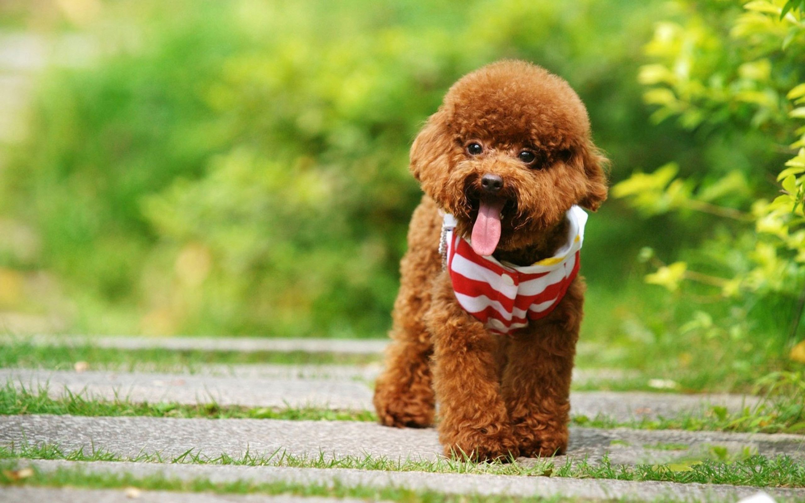 Poodle Wallpapers