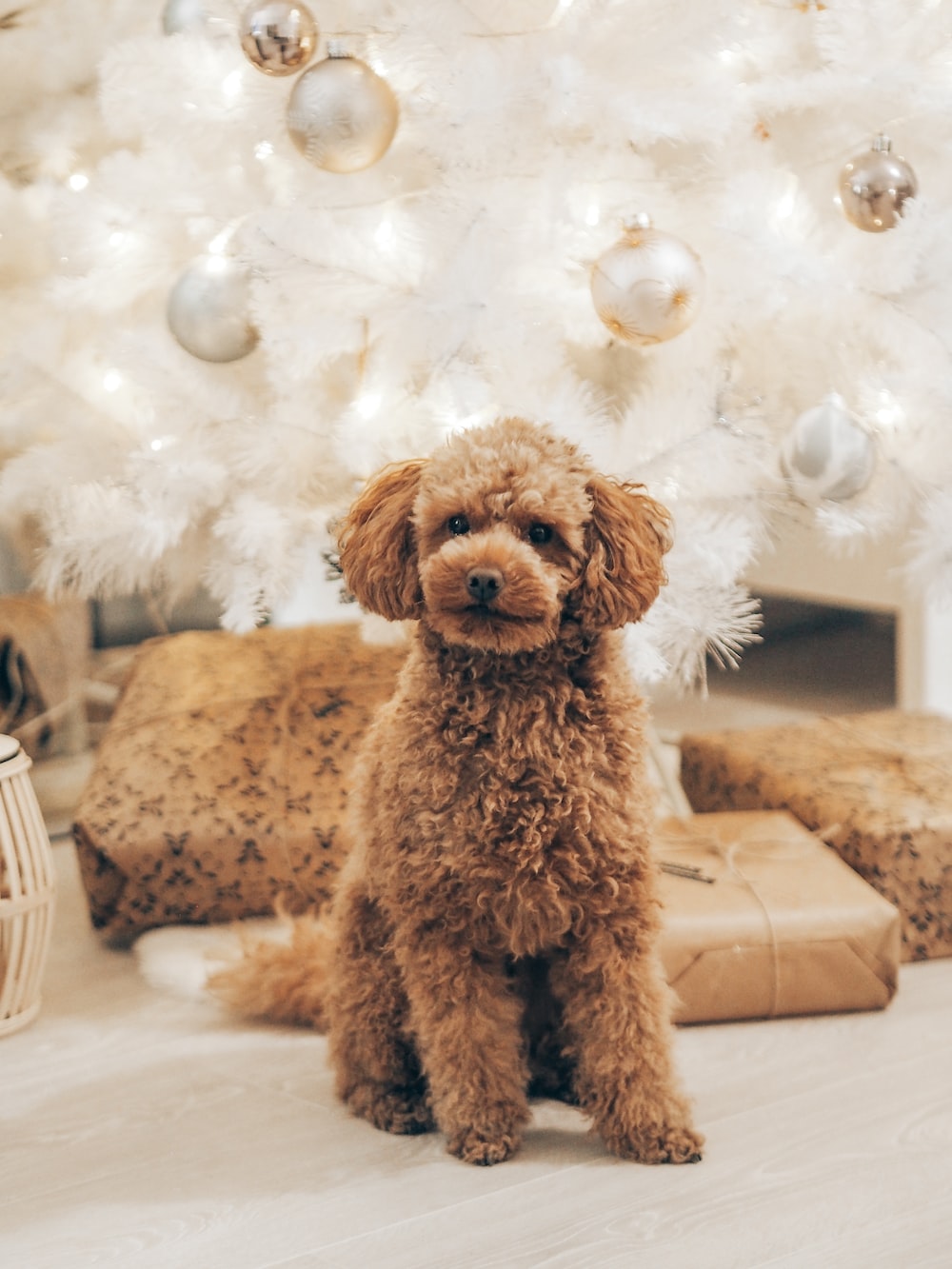 Poodle Wallpapers