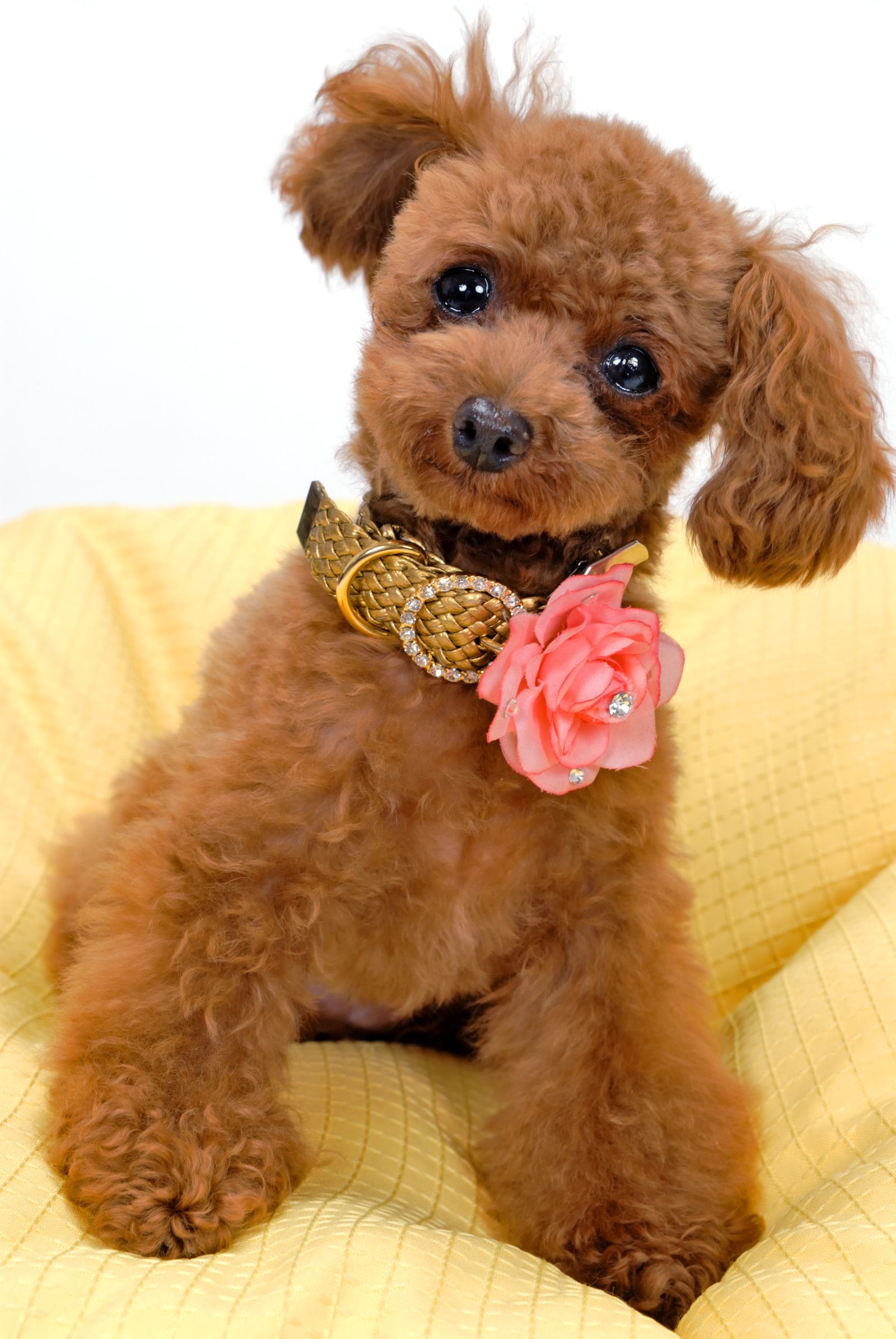 Poodle Wallpapers