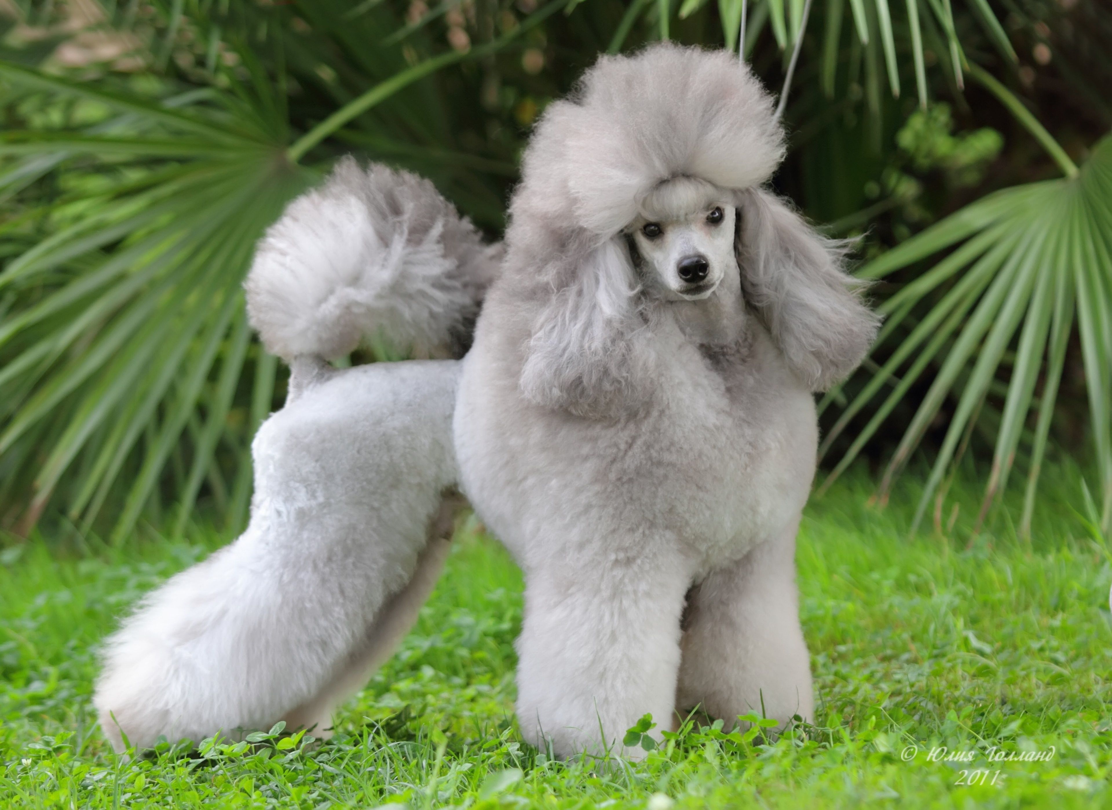 Poodle Wallpapers