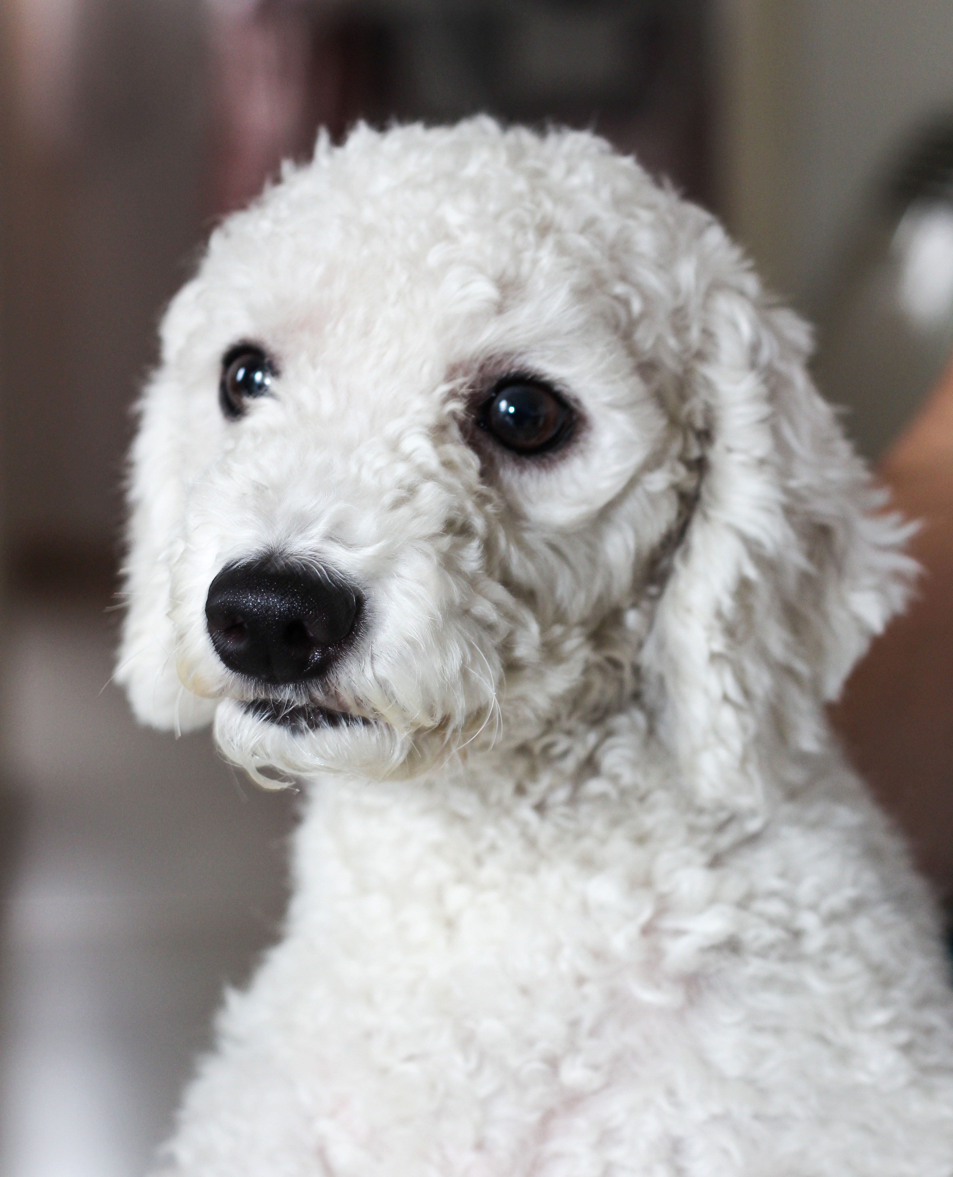 Poodle Wallpapers